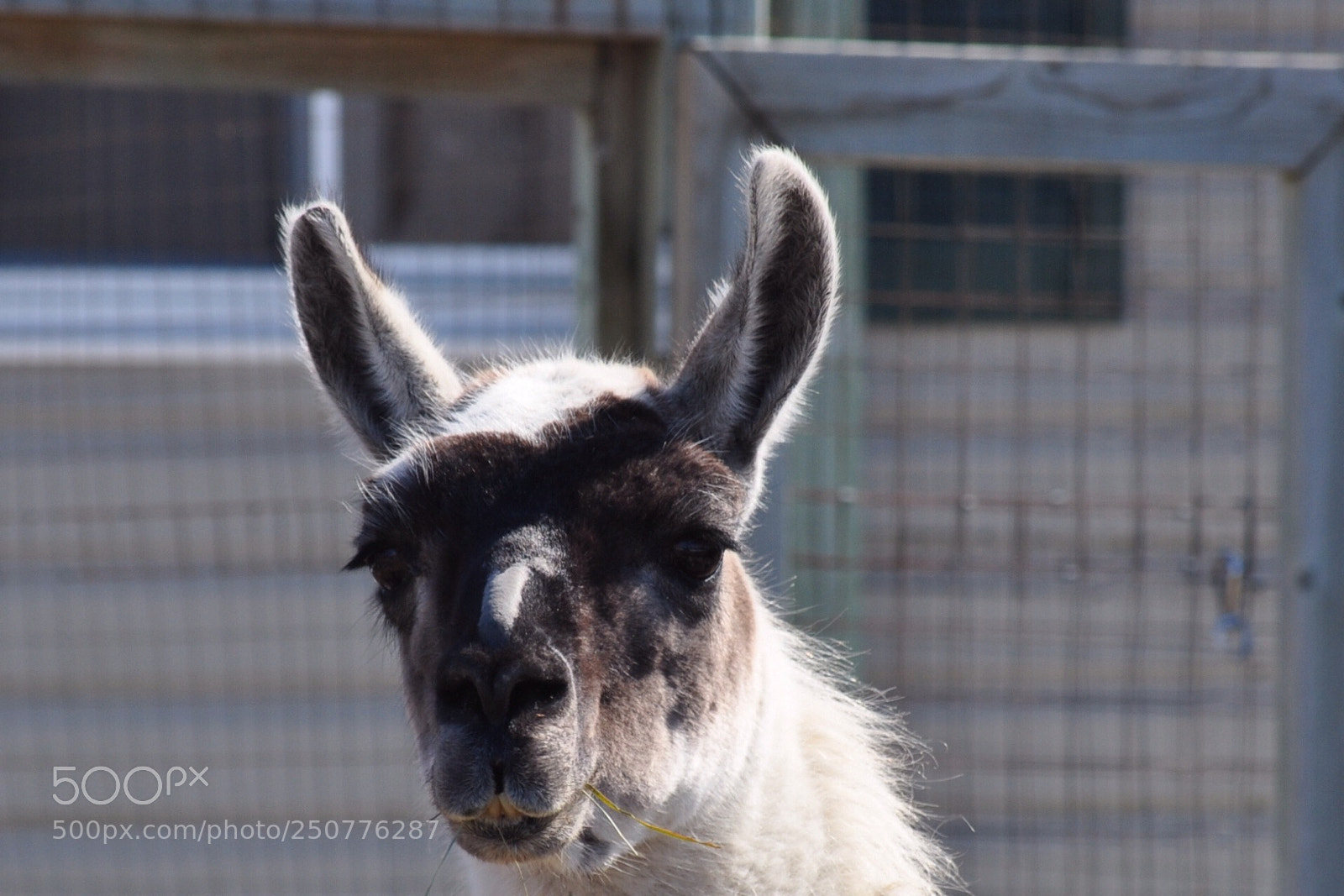 Nikon D5000 sample photo. Mr llama photography