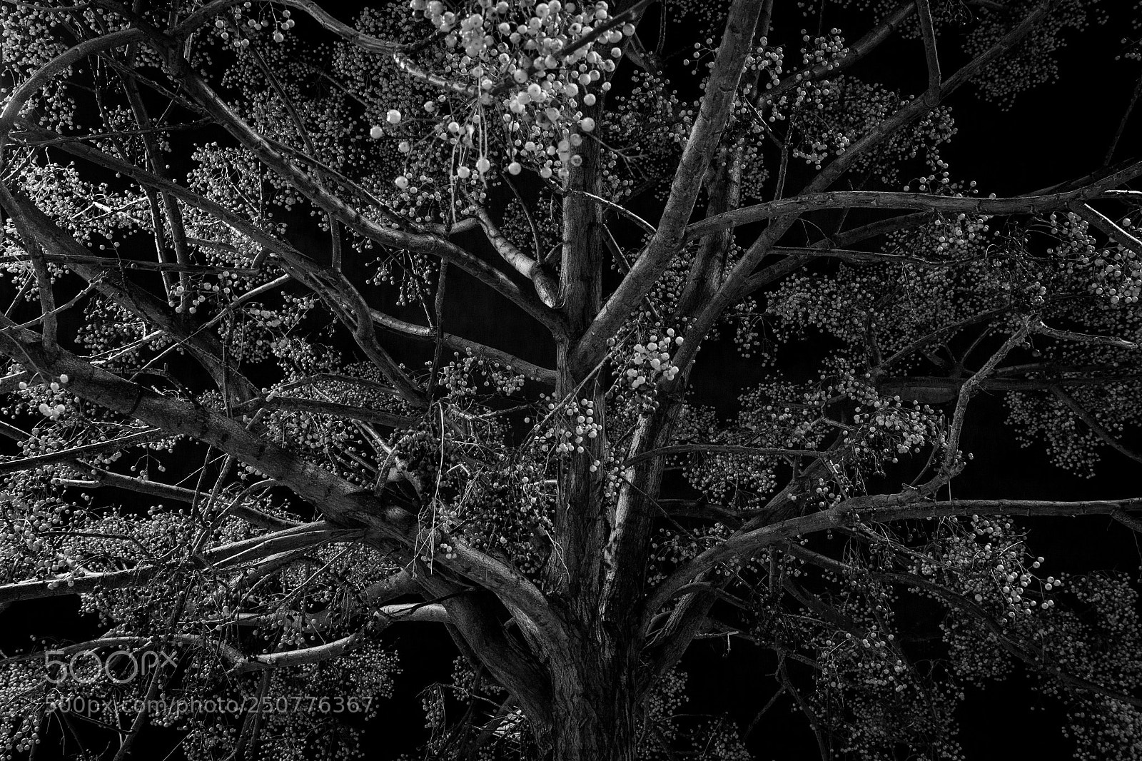 Canon EOS 50D sample photo. Night contrast photography