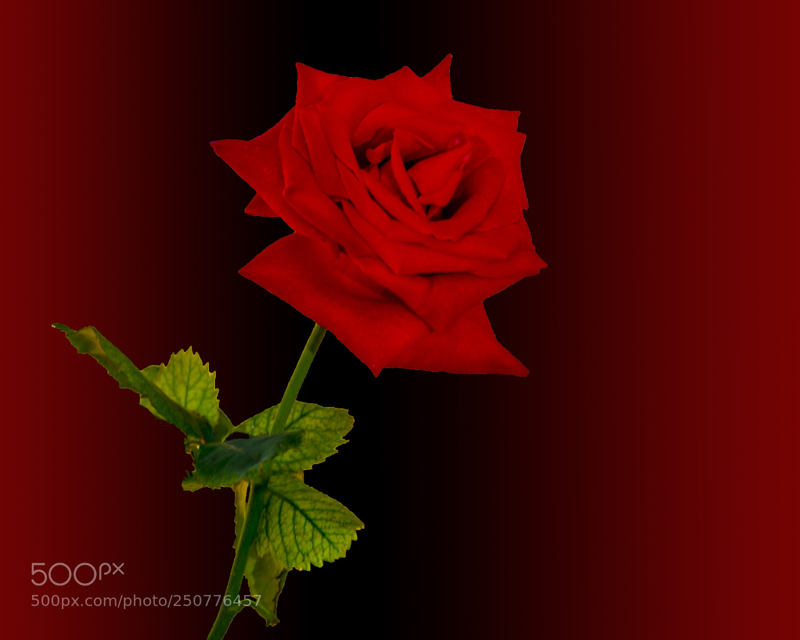 Nikon D5200 sample photo. Passion photography