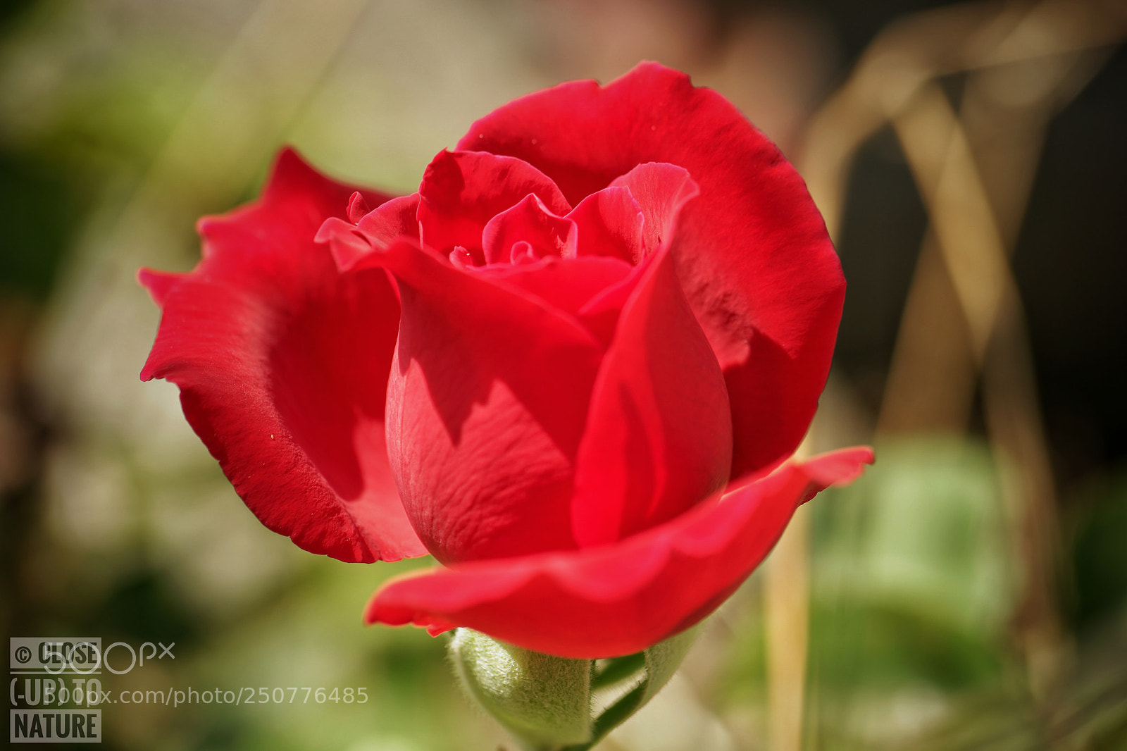 Samsung NX500 sample photo. Rose photography