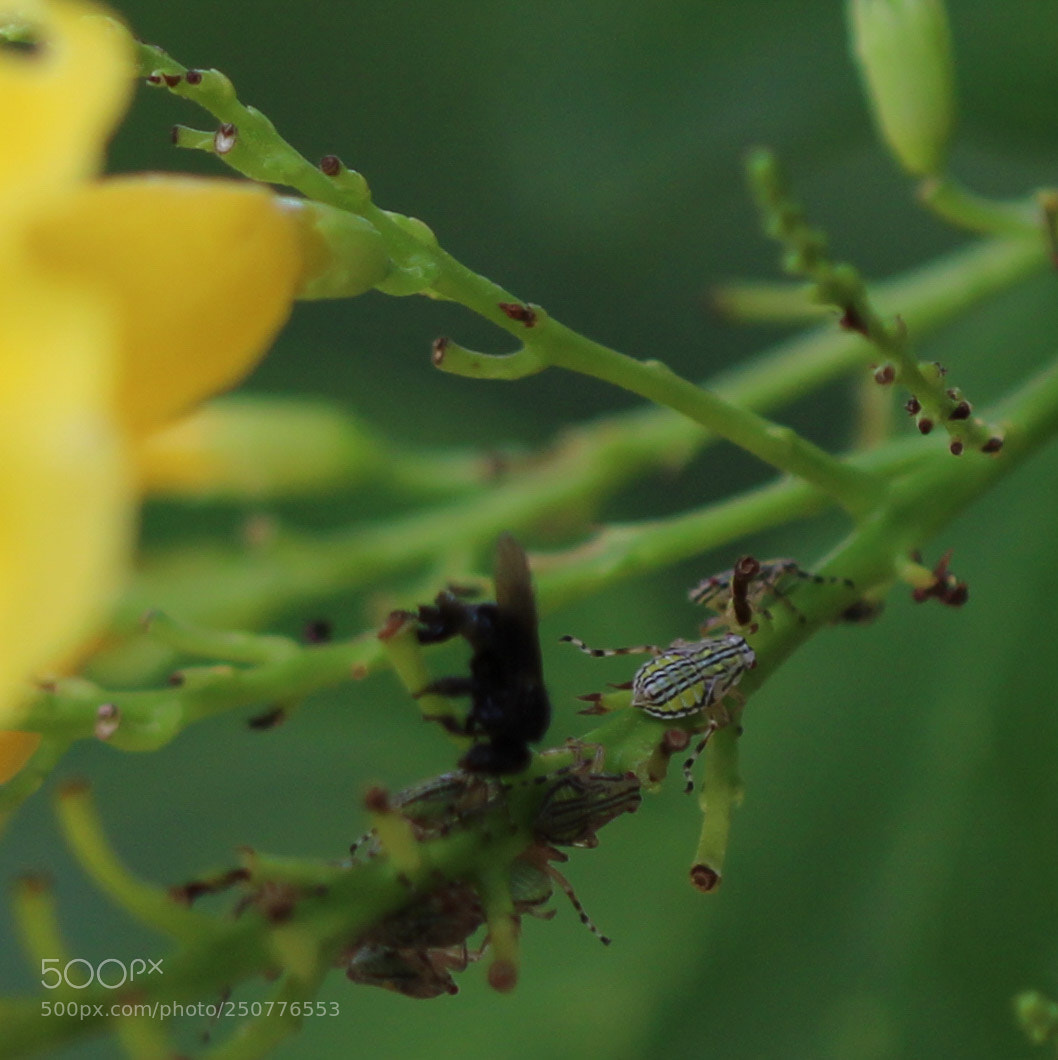 Canon EOS 1200D (EOS Rebel T5 / EOS Kiss X70 / EOS Hi) sample photo. Bugs photography