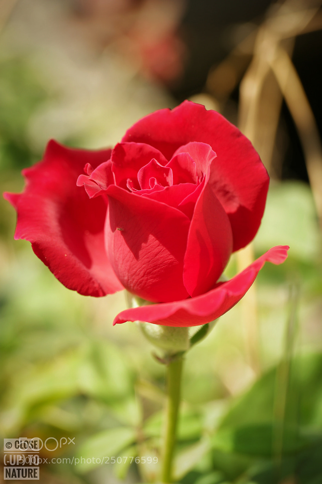 Samsung NX500 sample photo. Rose (2) photography
