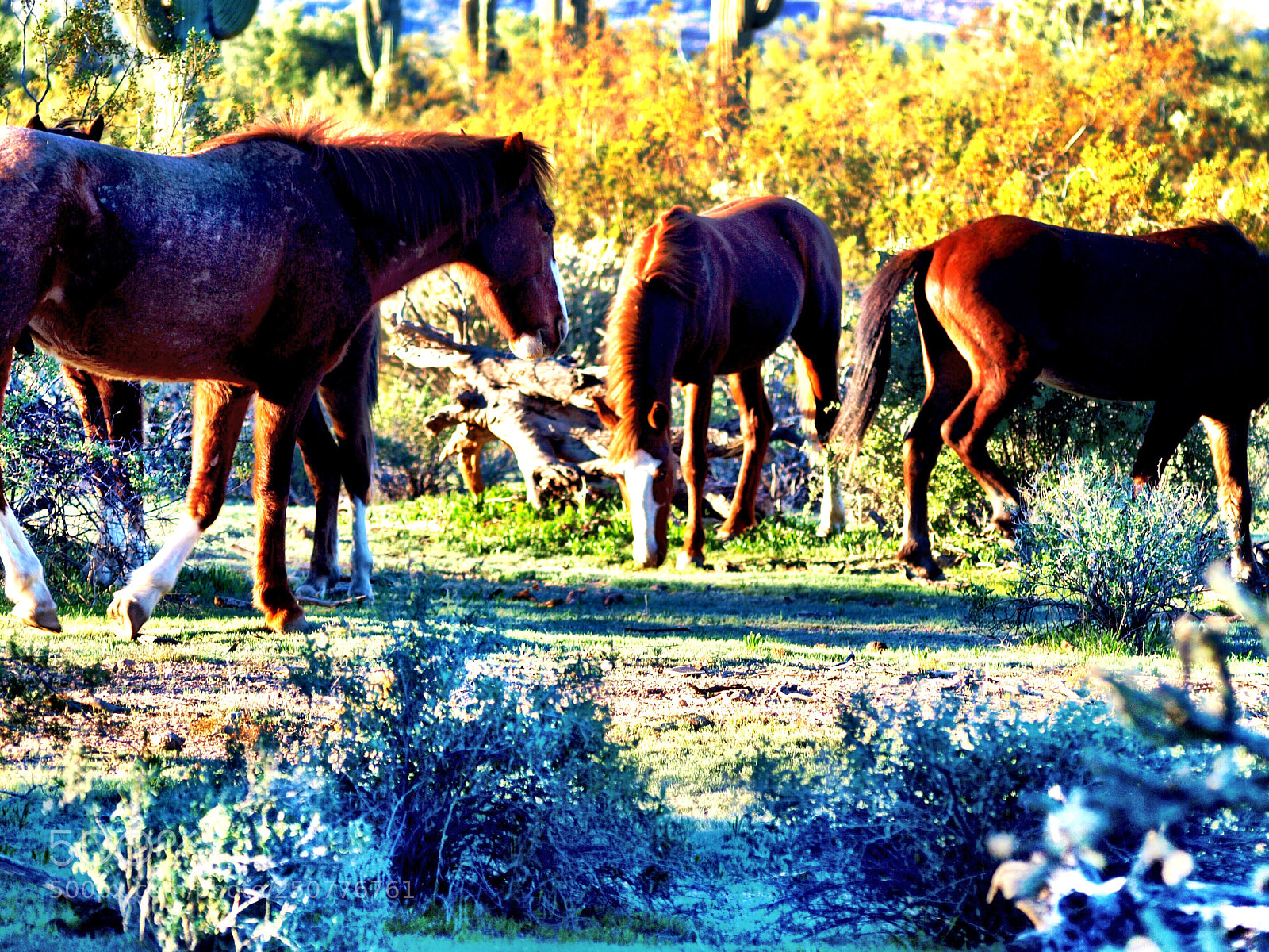 Olympus E-520 (EVOLT E-520) sample photo. Wild horses salt river photography