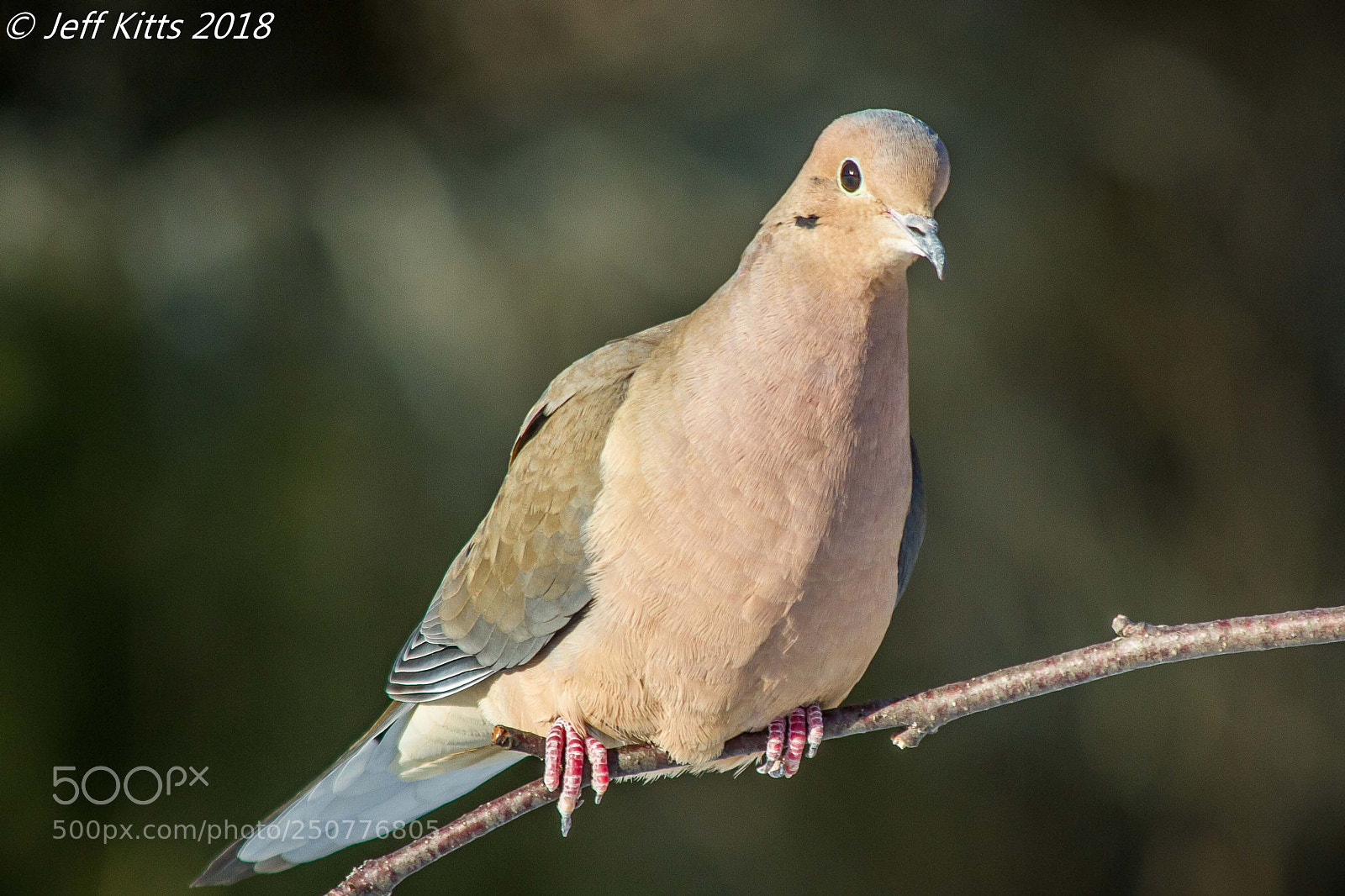 Canon EOS 7D sample photo. 6695- mourning dove # 22 photography