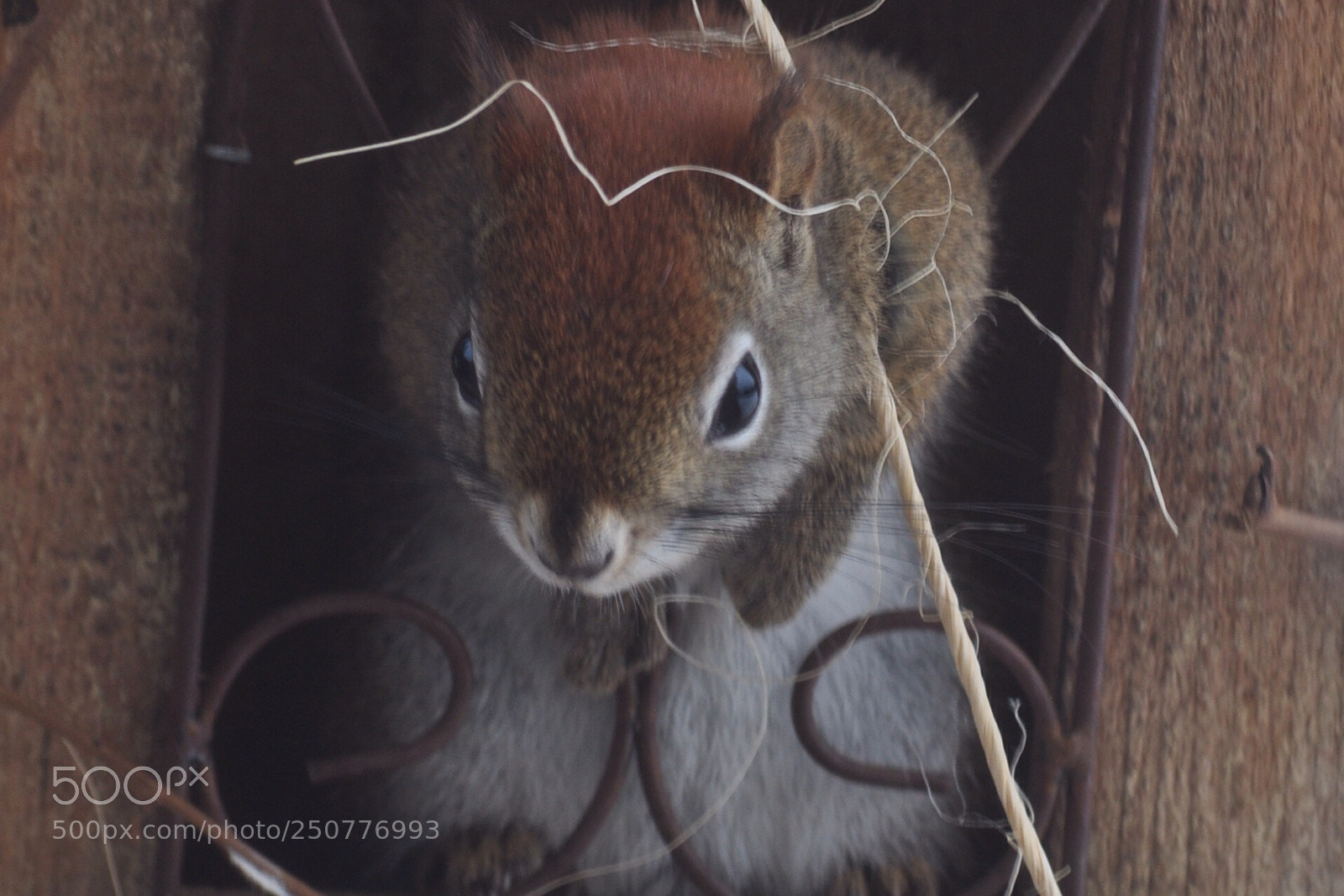 Nikon D5000 sample photo. Red squirrel photography