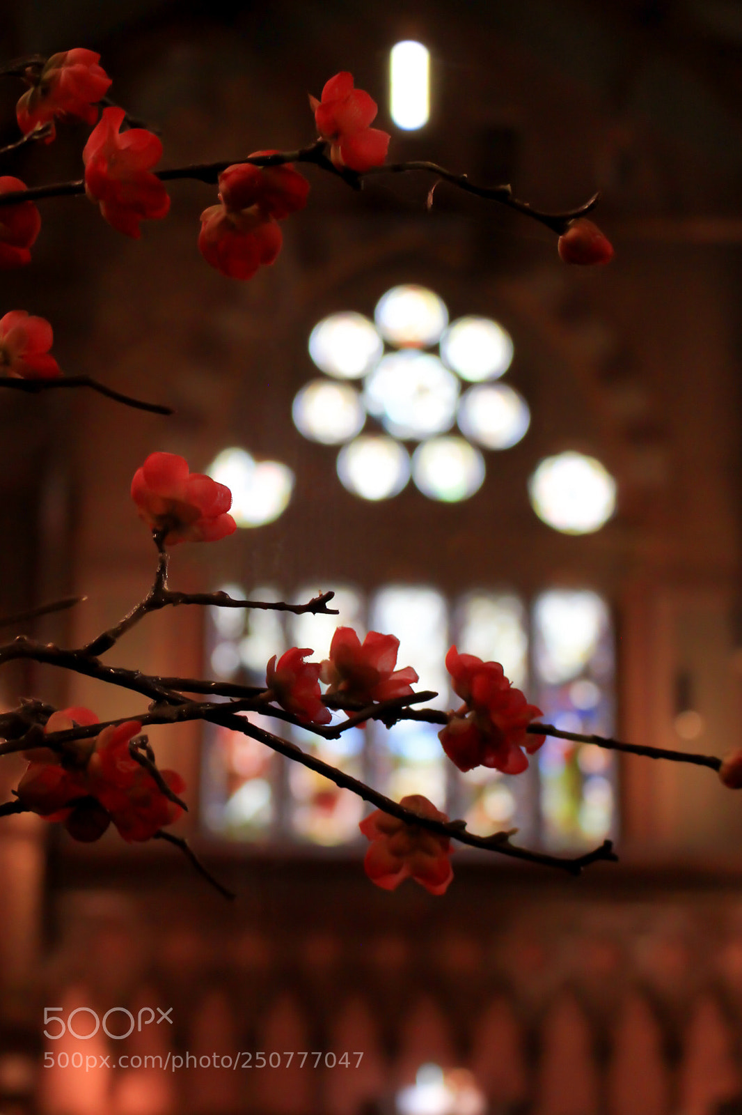 Canon EOS 700D (EOS Rebel T5i / EOS Kiss X7i) sample photo. Img photography