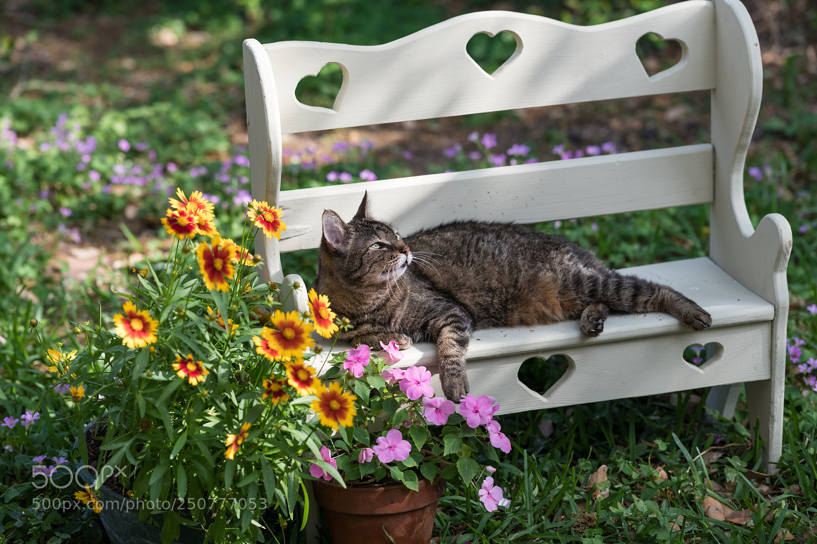 Nikon D850 sample photo. Sugar, our oldest cat. photography