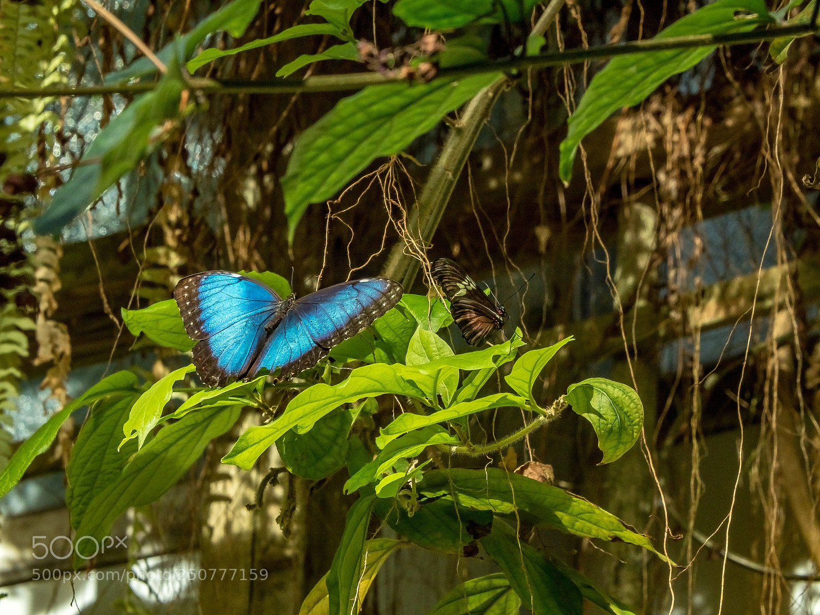 Olympus OM-D E-M5 II sample photo. First blue morpho redux photography