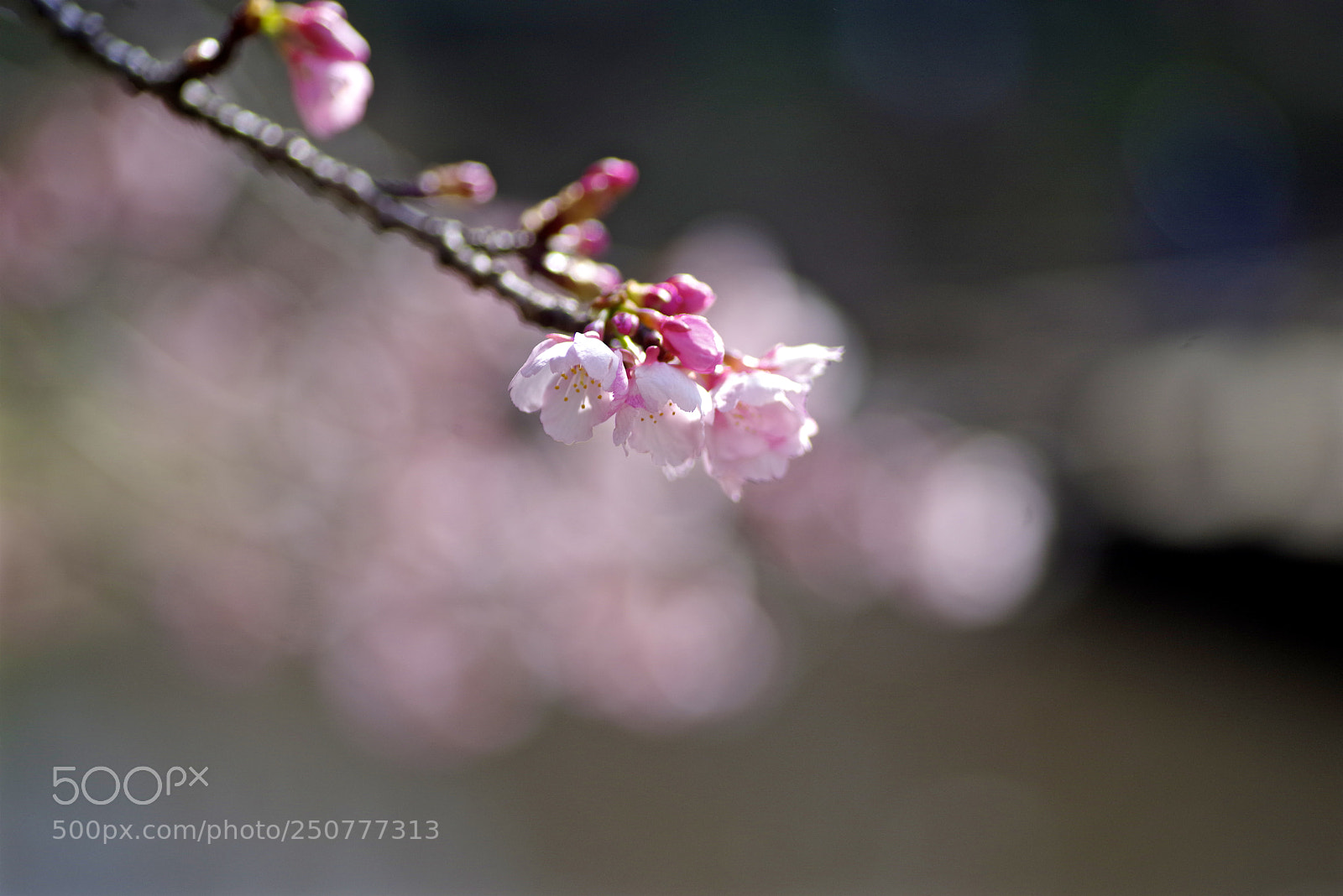 Pentax K-1 sample photo. Winter cherry photography