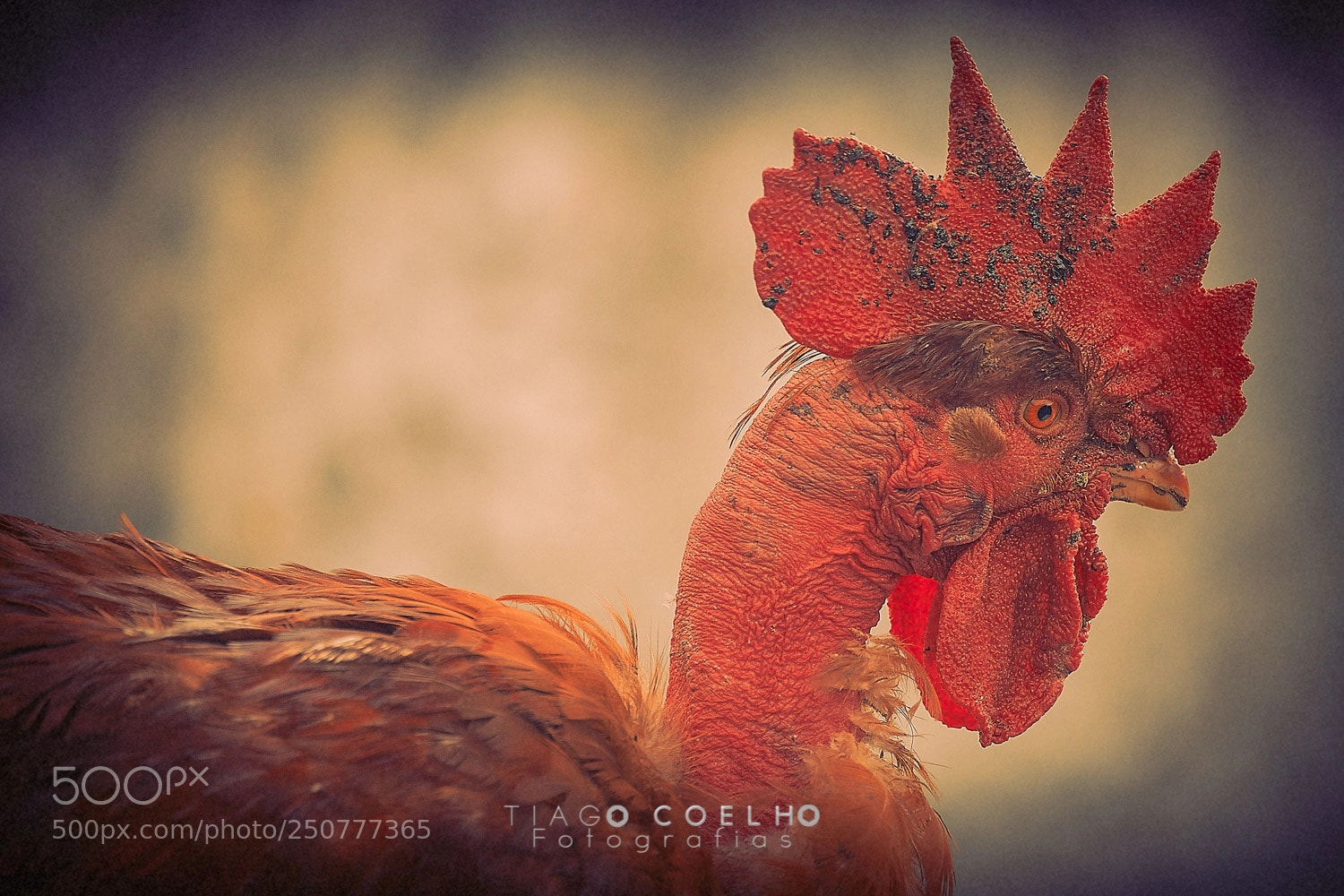 Canon EOS 80D sample photo. Editar editar photography