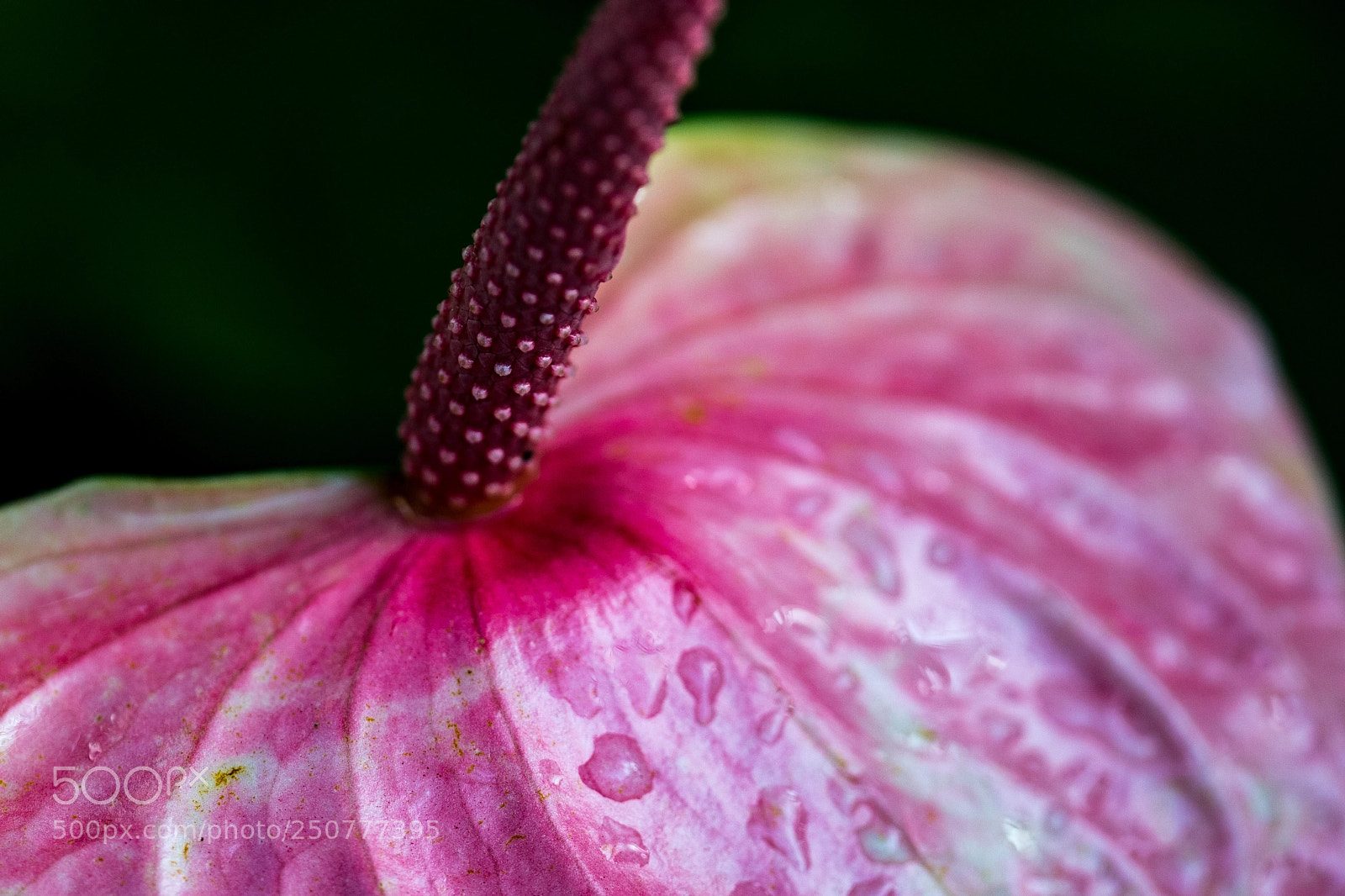Sony a9 sample photo. Purple anthurium up close photography