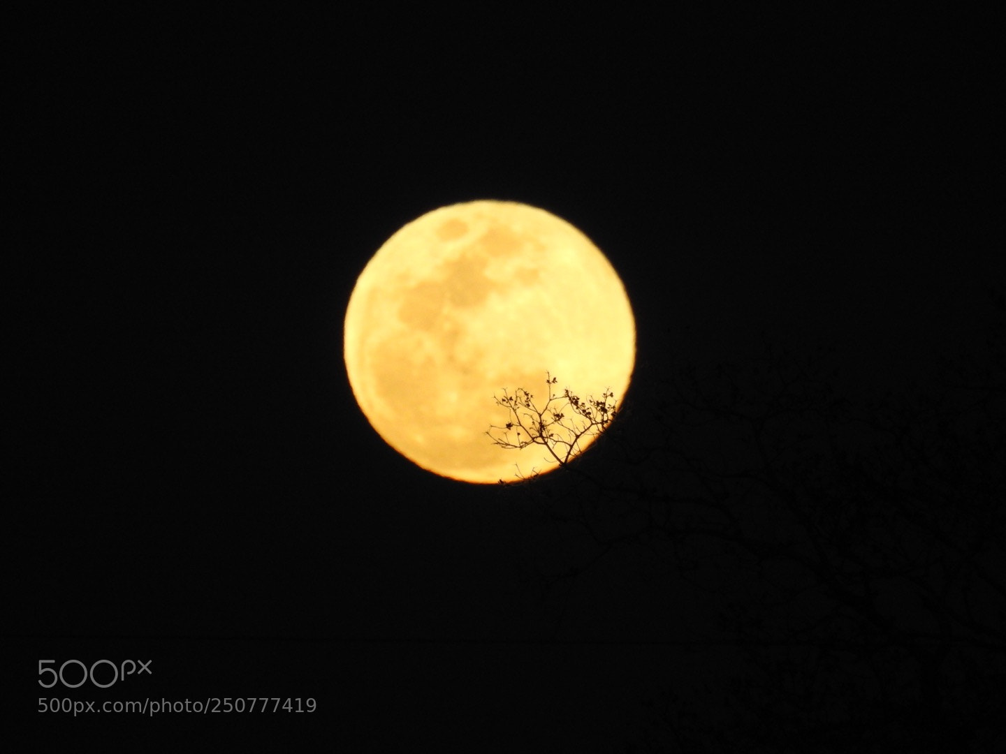 Nikon Coolpix P900 sample photo. Goodnight, moon photography