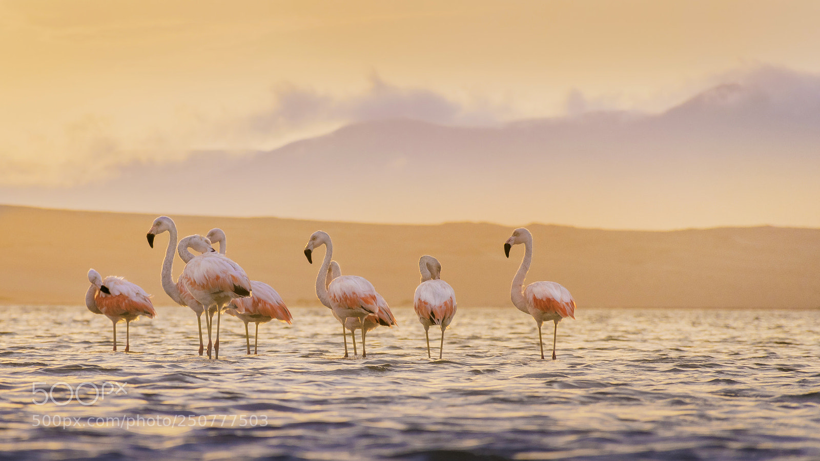 Nikon D5300 sample photo. Flamingos at the sunset photography