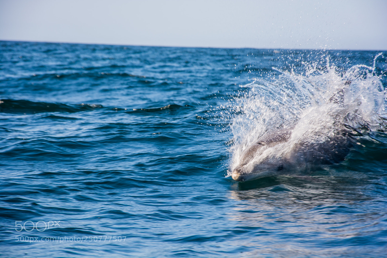 Nikon D7100 sample photo. Dolphin sighting photography