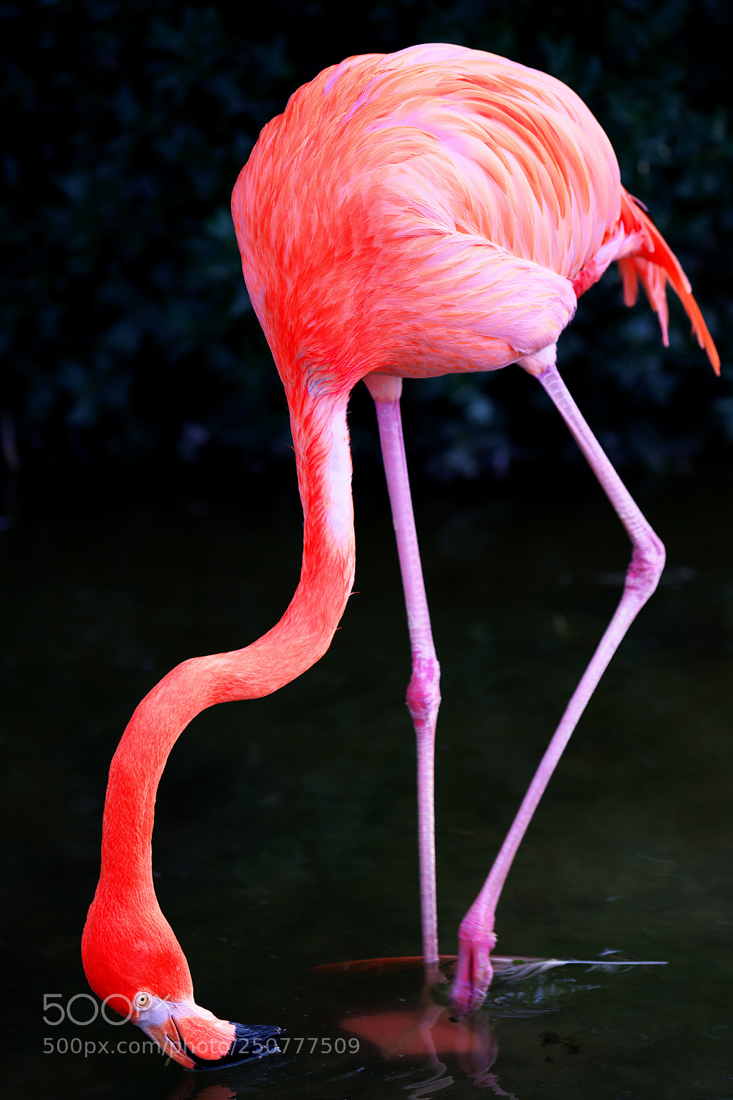 Sony a7 II sample photo. Flamingo photography
