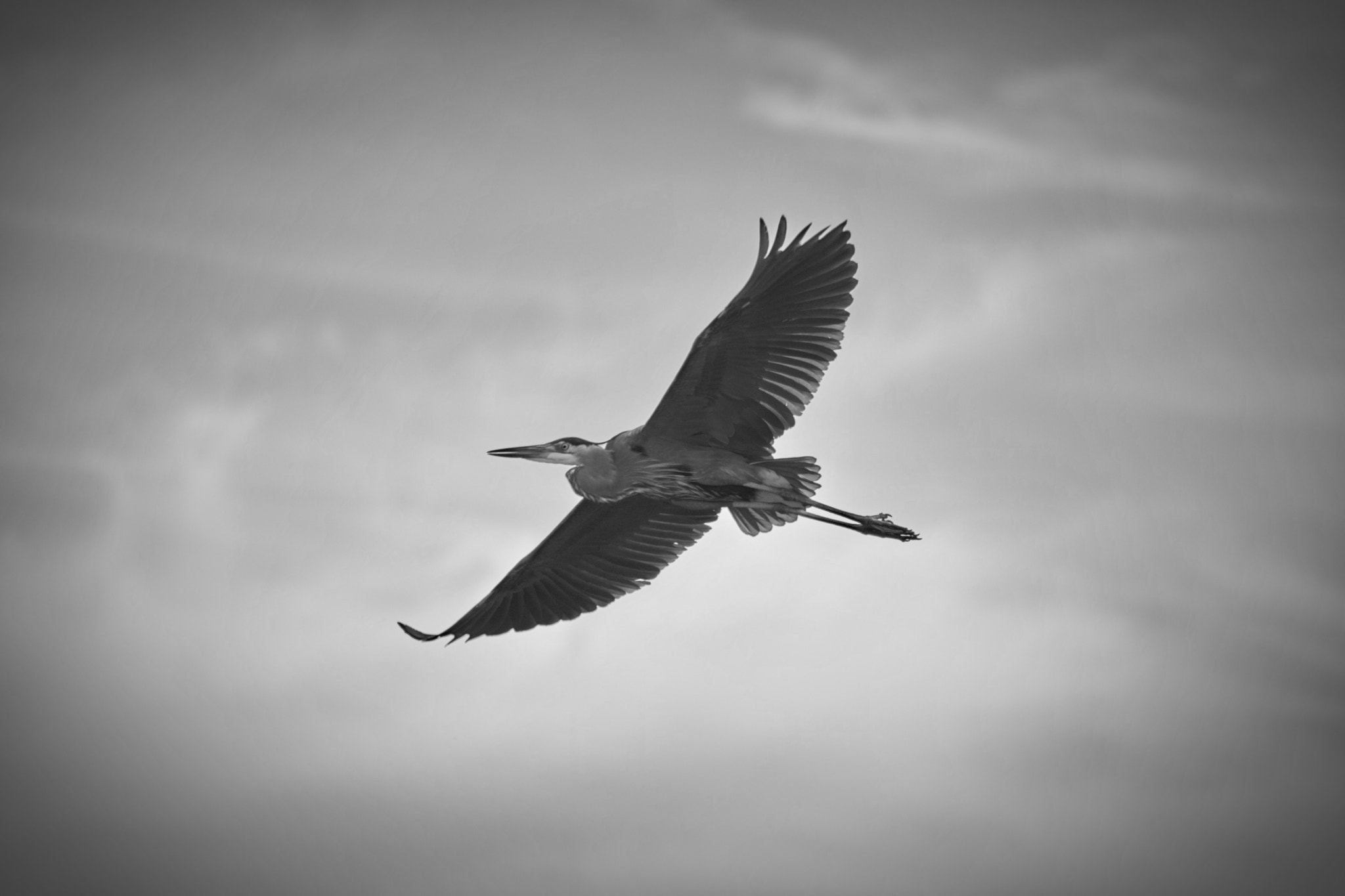 Canon EF 75-300mm f/4-5.6 USM sample photo. Soaring photography
