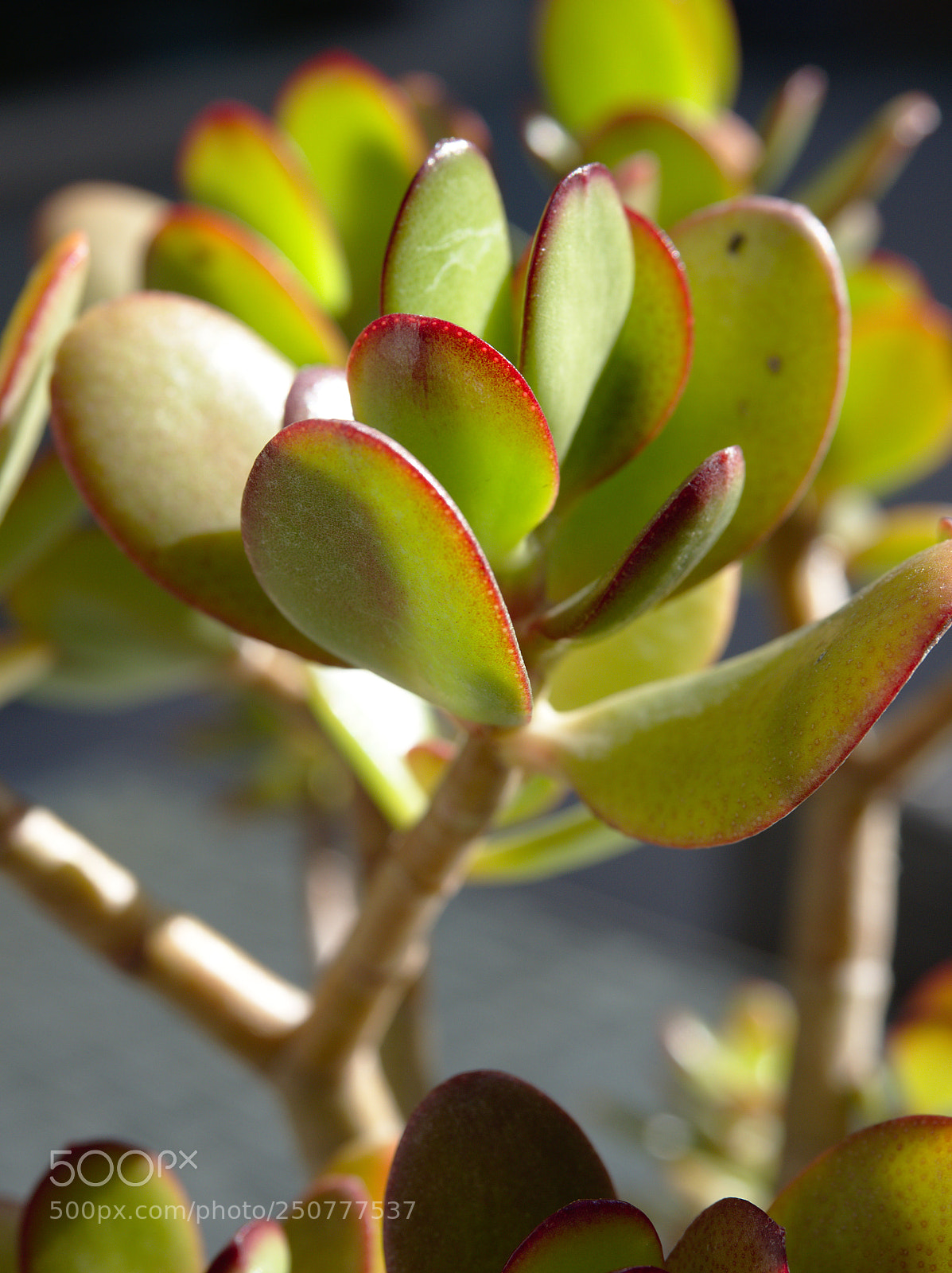 Olympus OM-D E-M5 II sample photo. Test run of om-d photography