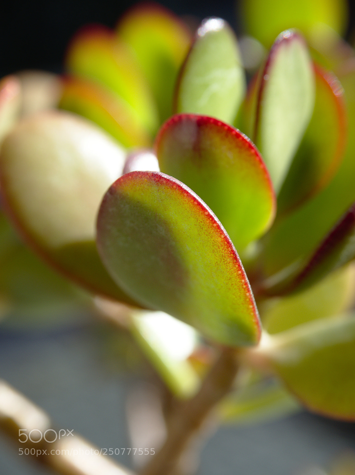Olympus OM-D E-M5 II sample photo. Test run of om-d photography