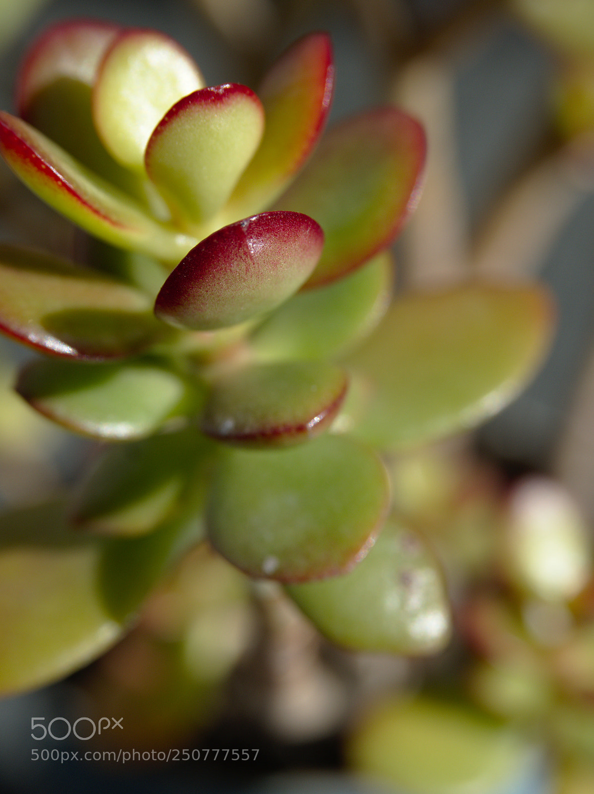 Olympus OM-D E-M5 II sample photo. Test run of om-d photography