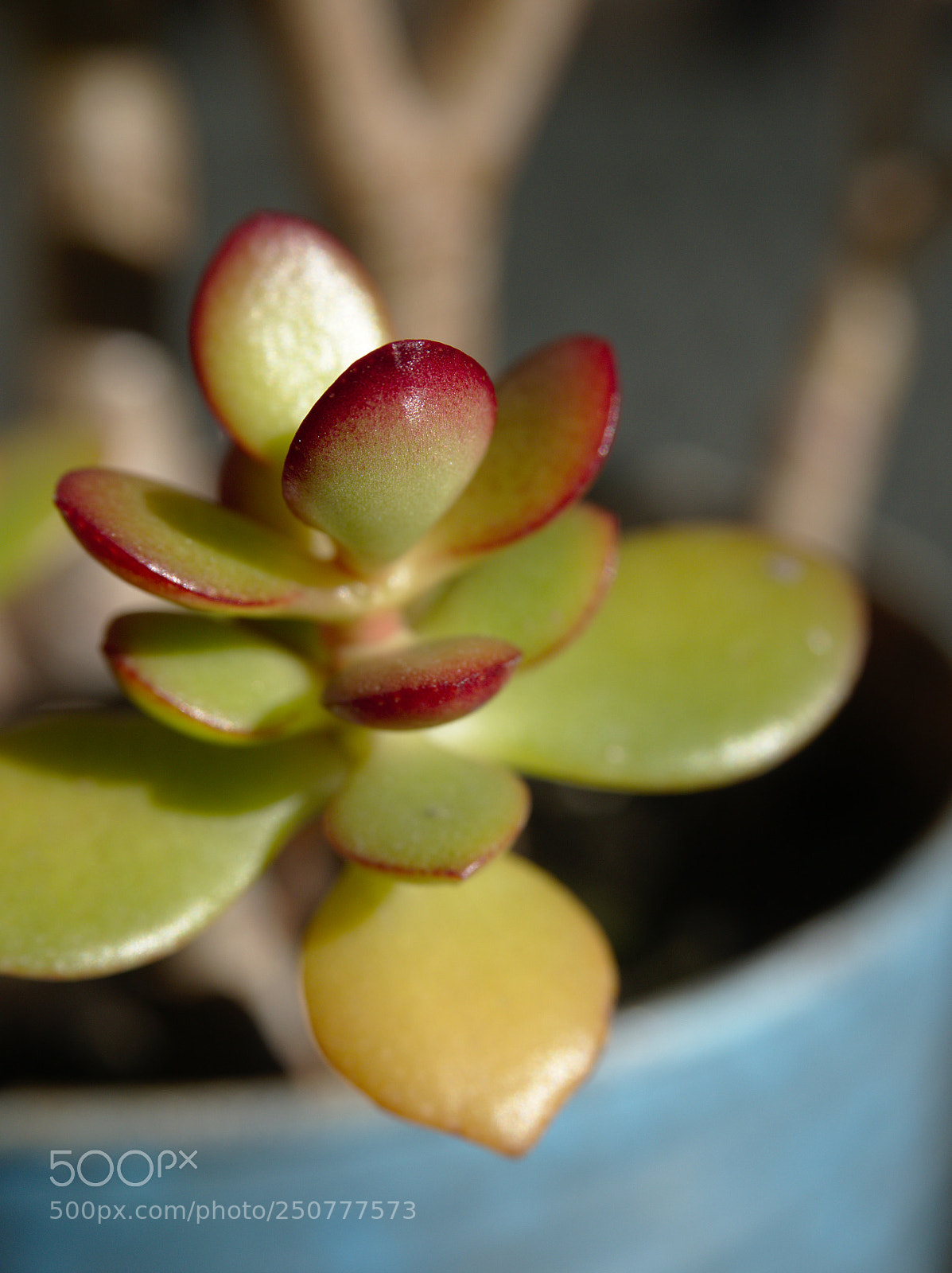 Olympus OM-D E-M5 II sample photo. Test run of om-d photography
