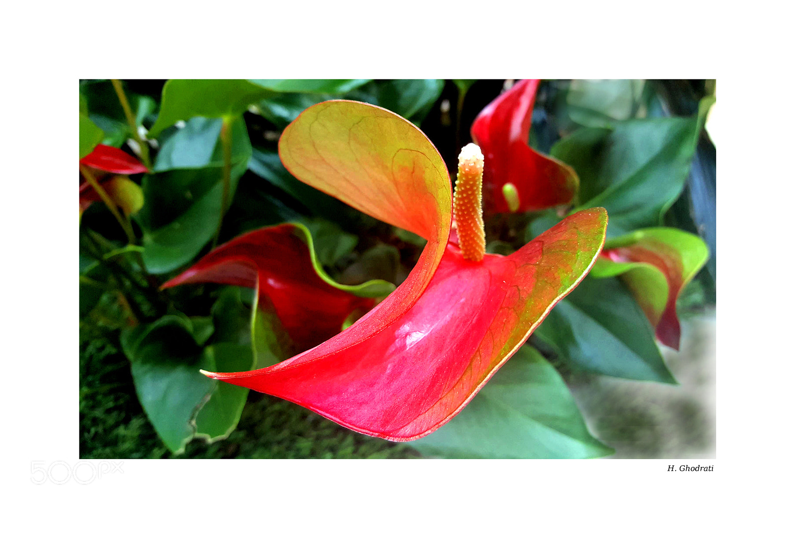 Samsung GALAXY S6 edge sample photo. Spring flower! photography