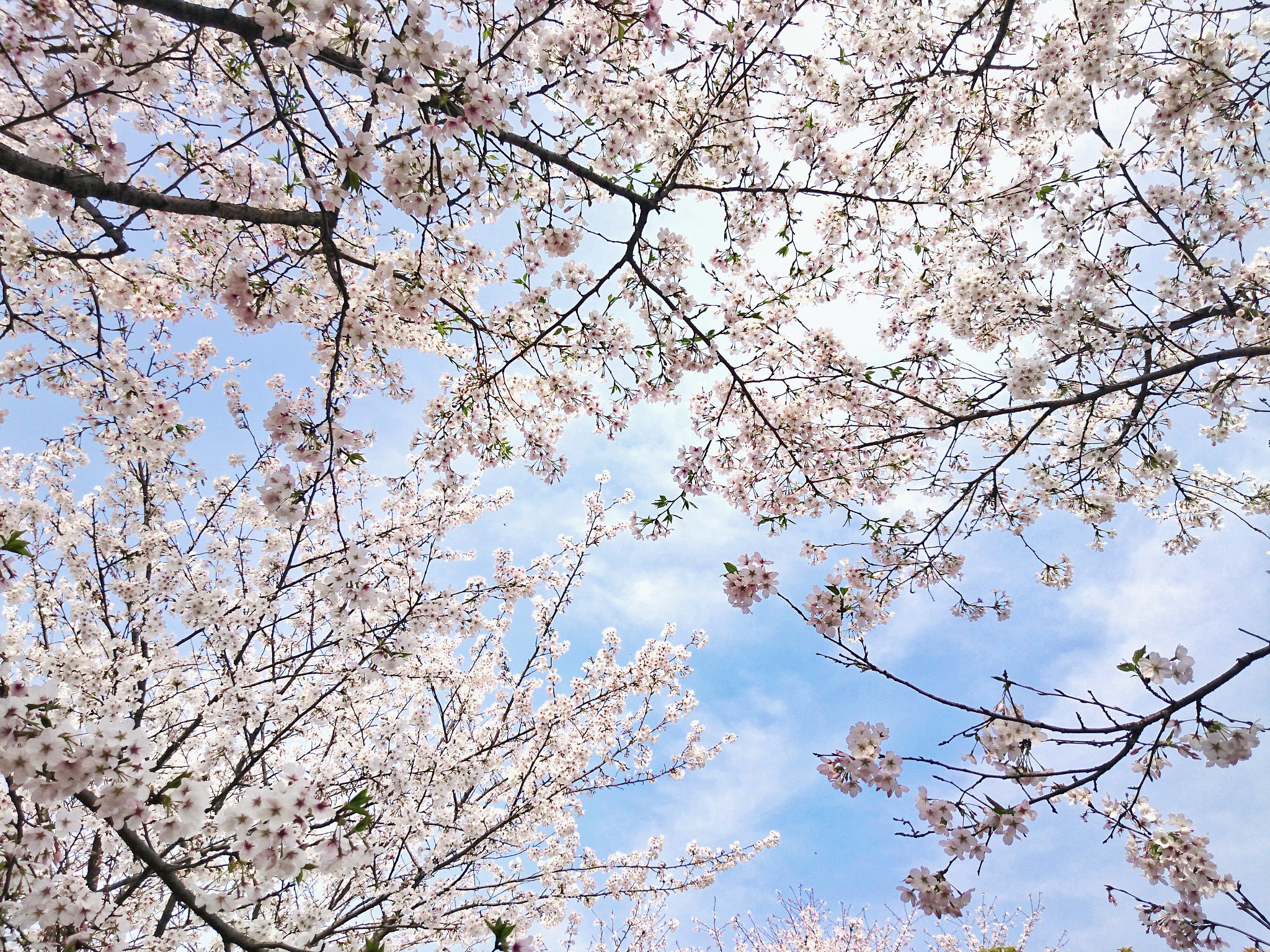 Sony Xperia Z3+ sample photo