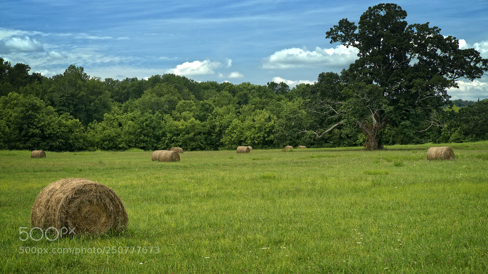 Fujifilm X-E1 sample photo. Bucolic north georgia photography