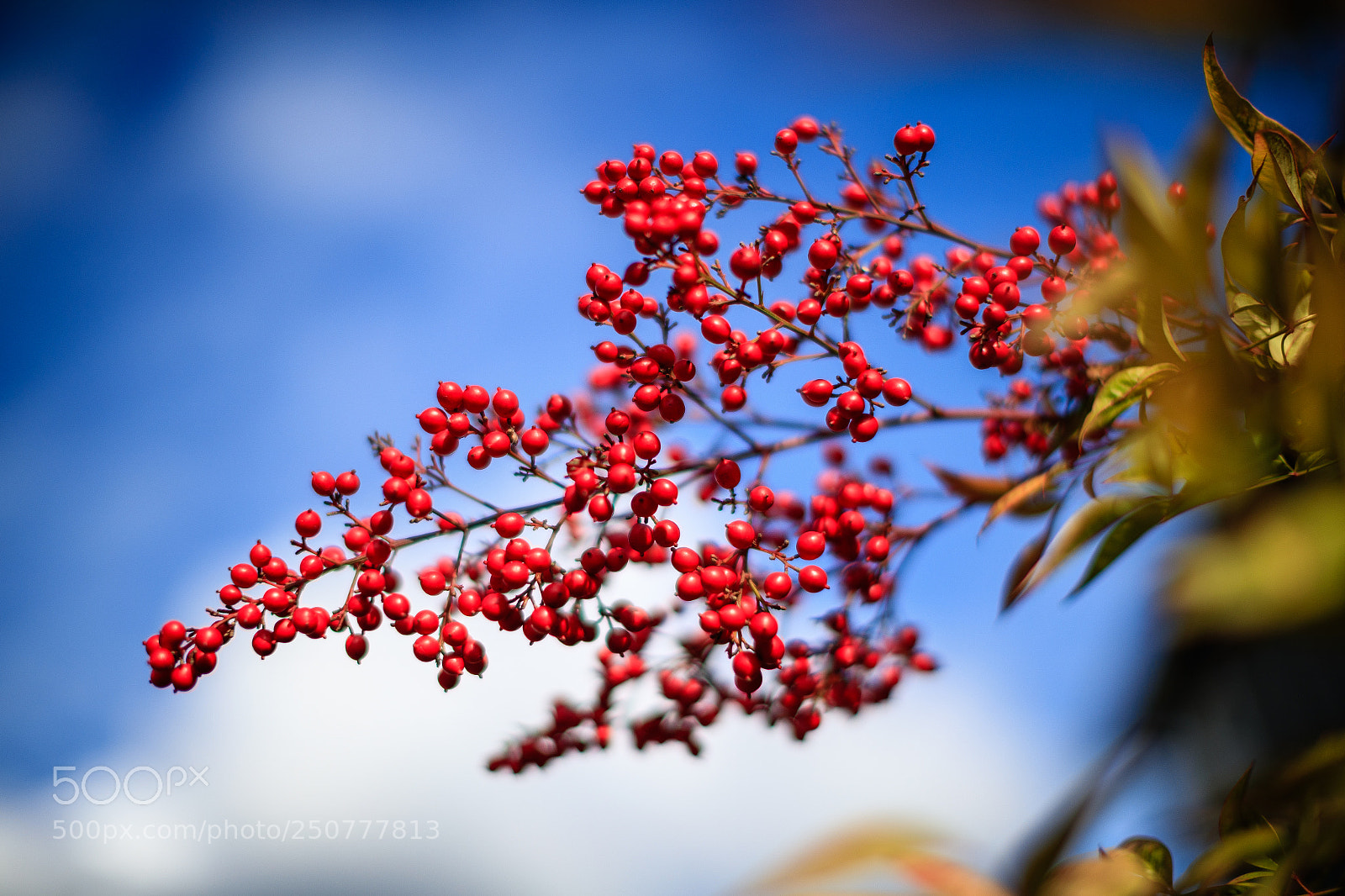 Canon EOS-1D X Mark II sample photo. Blue, berries photography