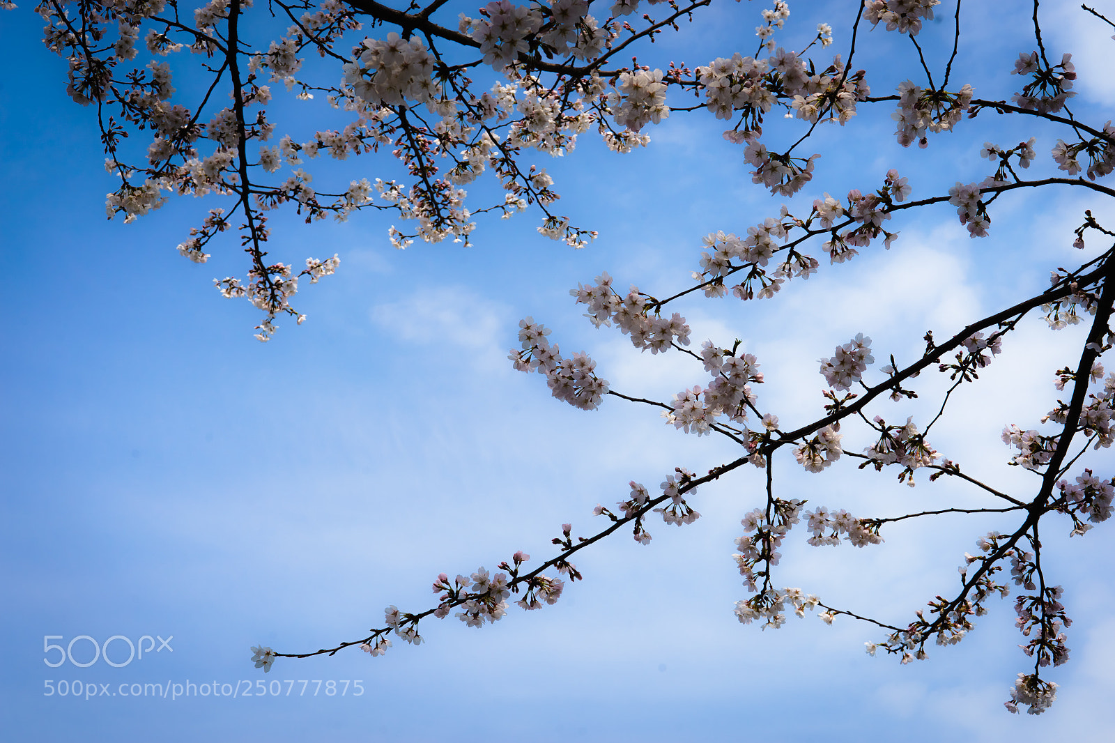 Sony a7 sample photo. Untitled photography