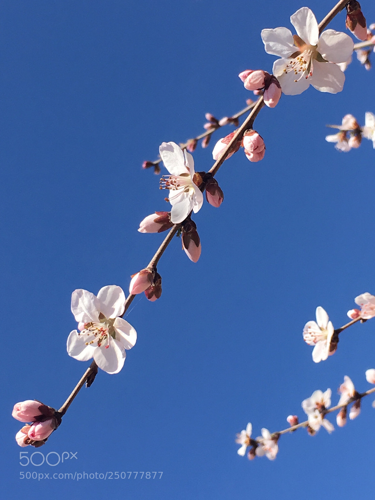 Apple iPhone 6s sample photo. Peach blossom photography