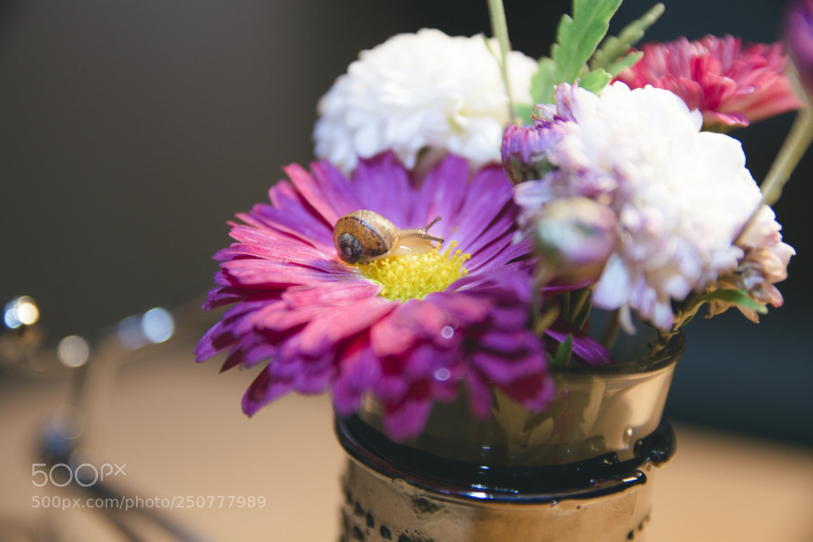 Nikon D7100 sample photo. A little snail photography