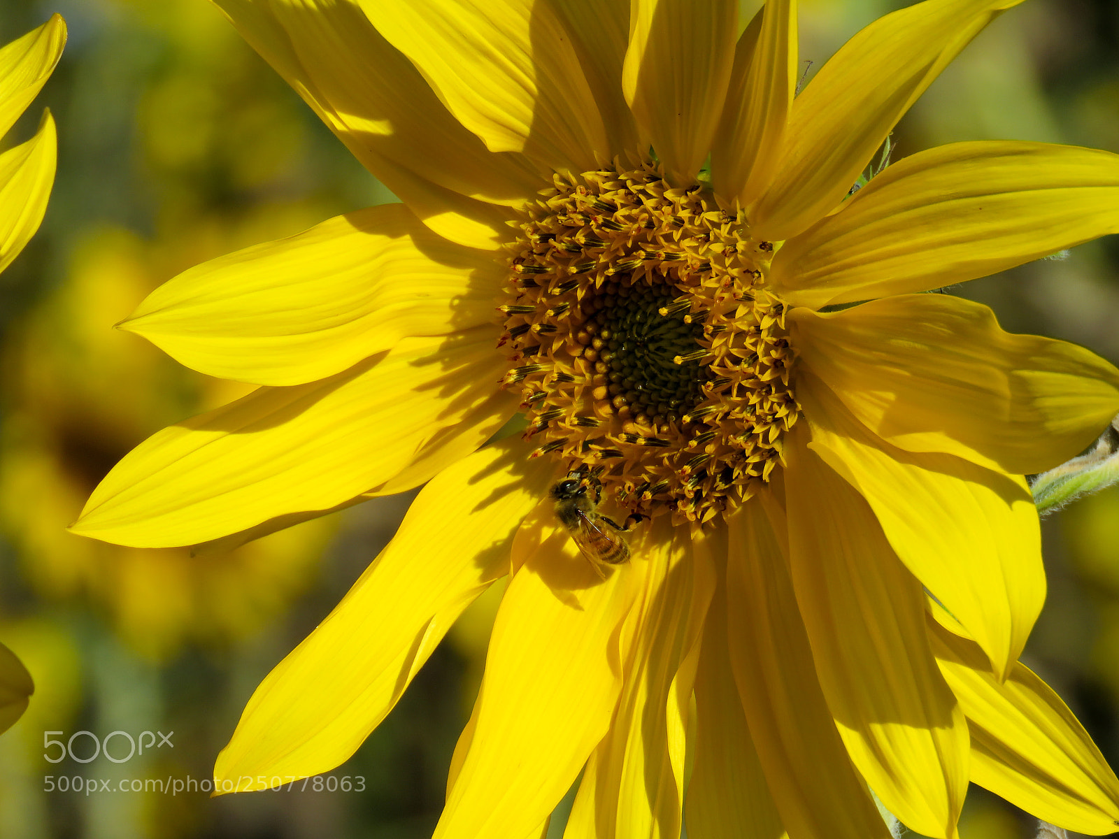 Canon PowerShot SX60 HS sample photo. Sunflower photography