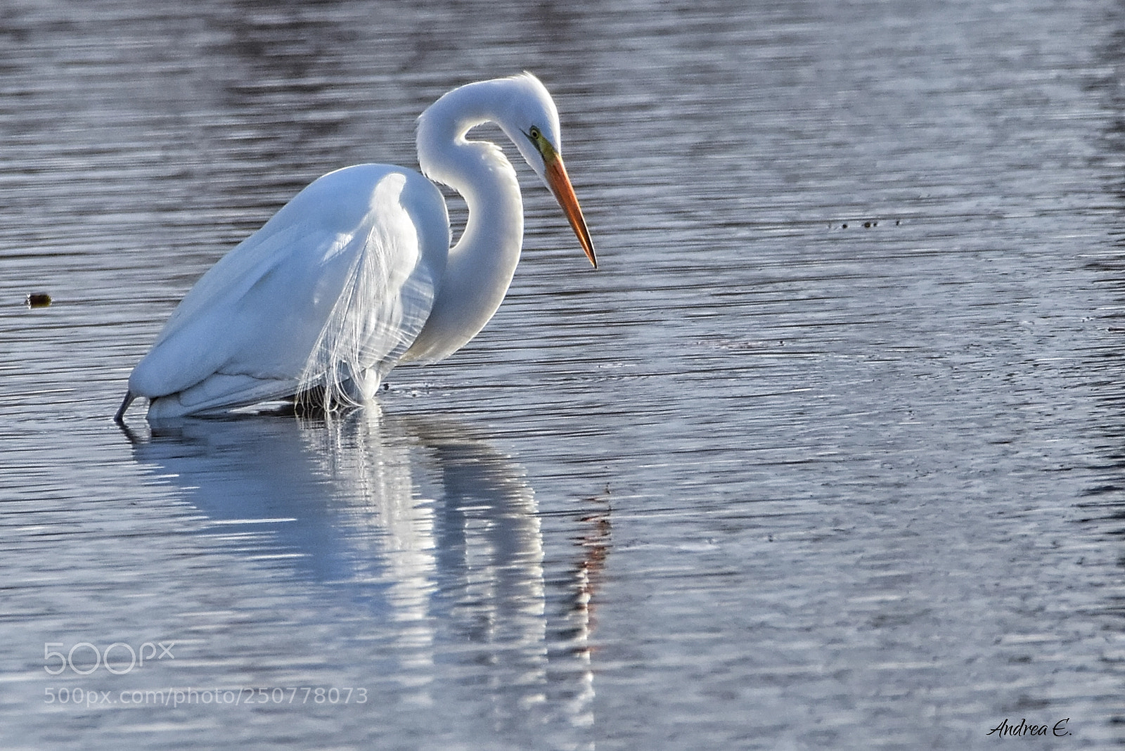 Nikon D7200 sample photo. Great egret reflecting photography