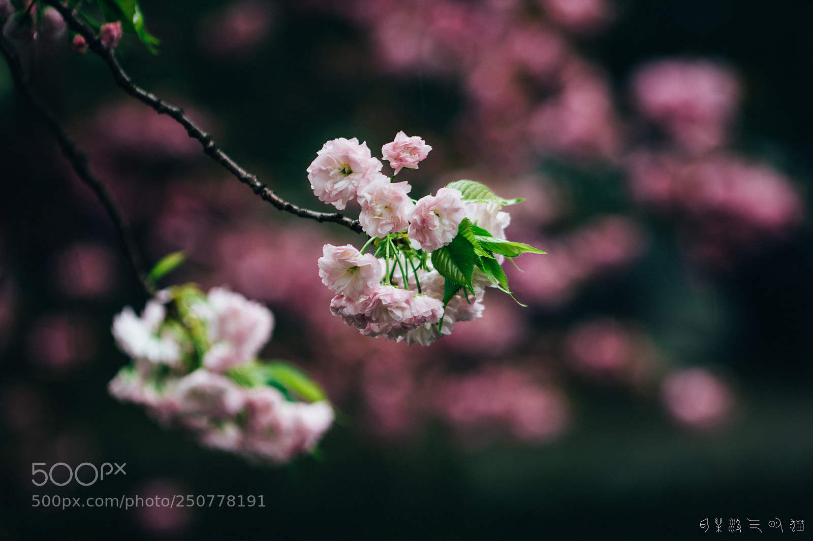Nikon D7200 sample photo. Cherry tree photography