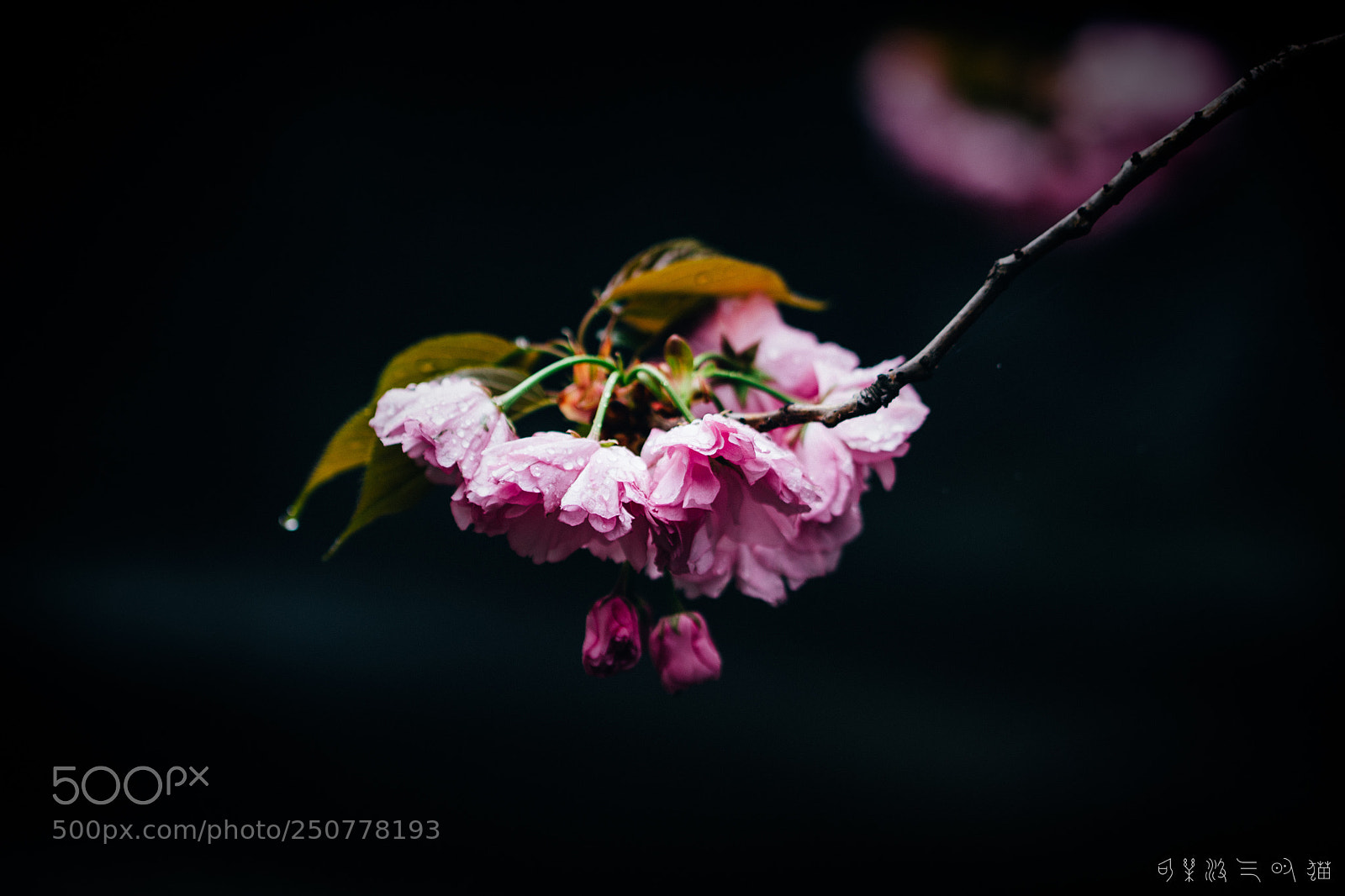 Nikon D7200 sample photo. Cherry tree photography