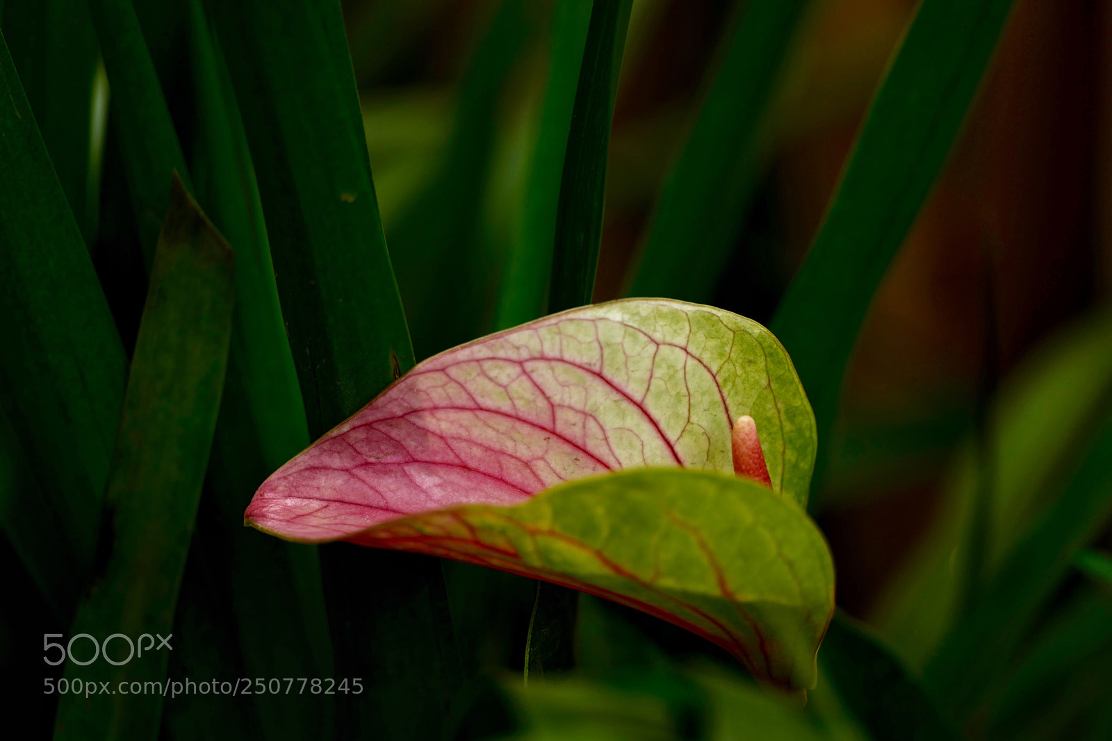 Leica SL (Typ 601) sample photo. Untitled photography