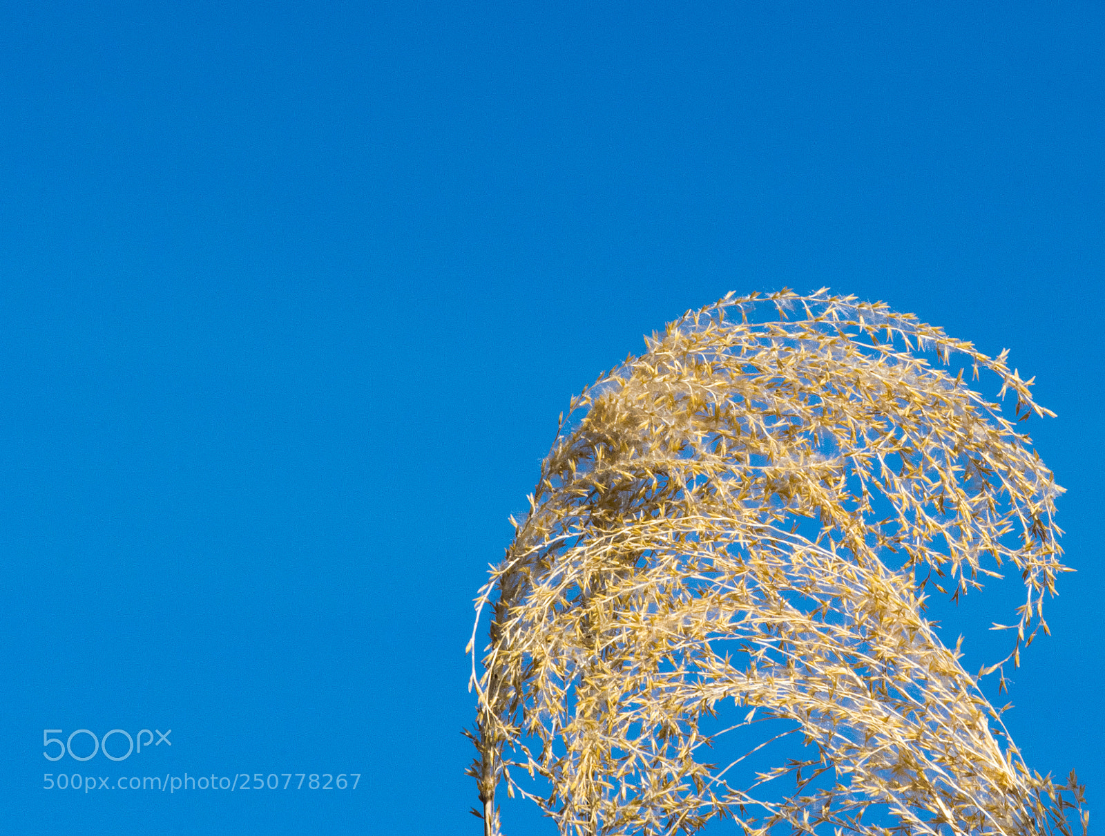 Nikon D3300 sample photo. Dried grass in the photography