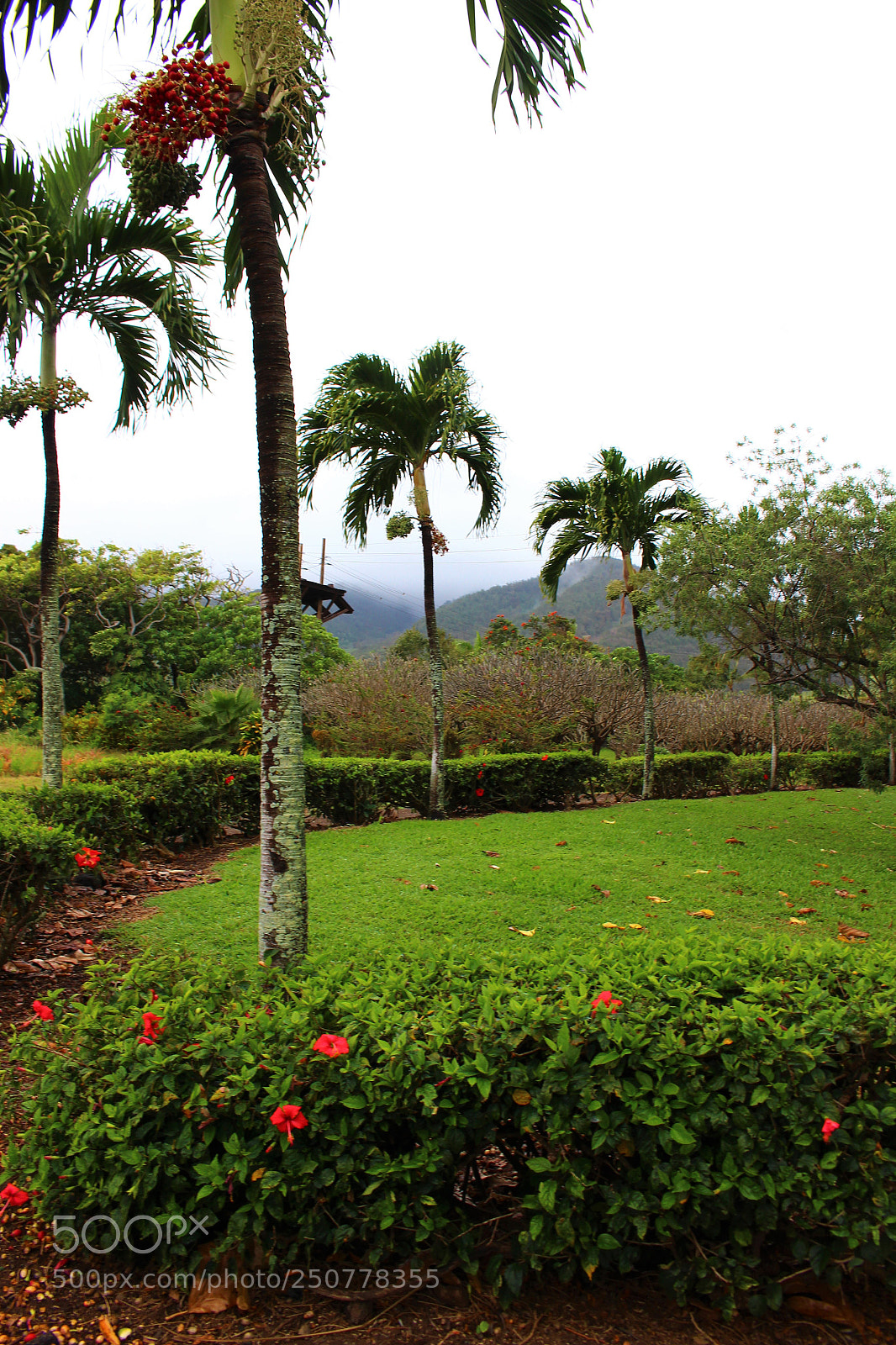 Canon EOS 700D (EOS Rebel T5i / EOS Kiss X7i) sample photo. Palm path photography