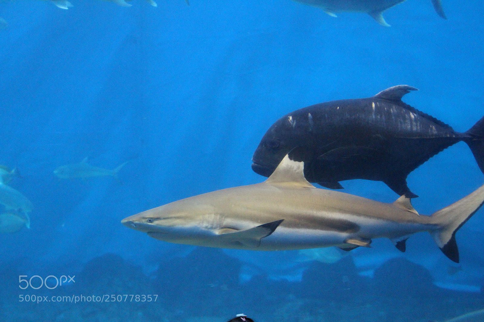 Canon EOS 700D (EOS Rebel T5i / EOS Kiss X7i) sample photo. Black-tipped shark photography