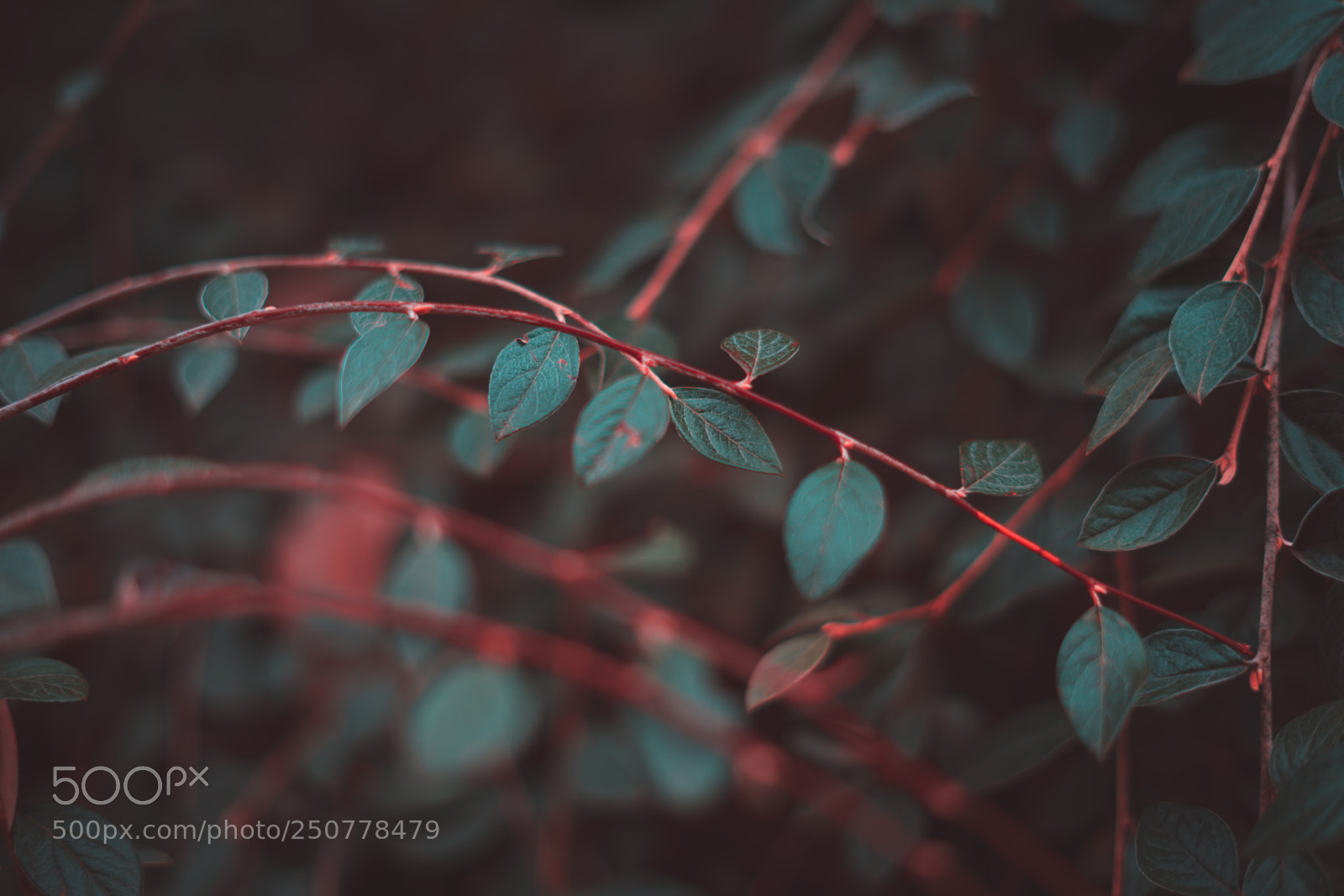 Sony a7 sample photo. Maze photography