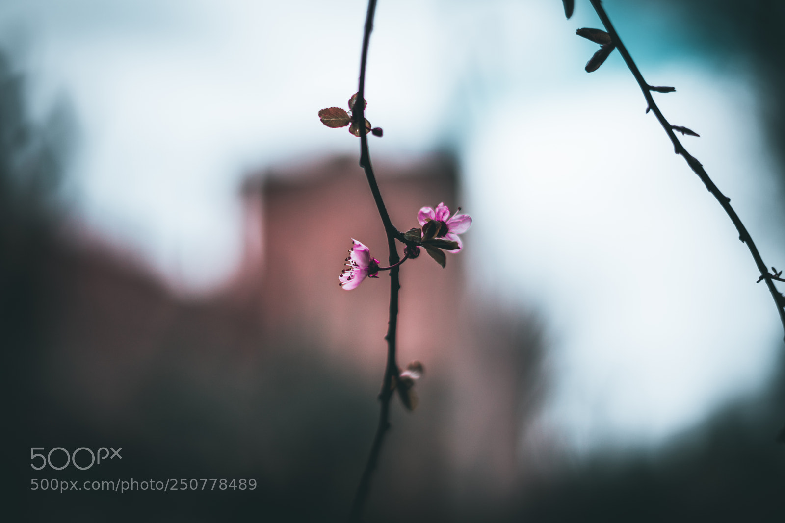 Sony a7 sample photo. Vertigo flowers photography