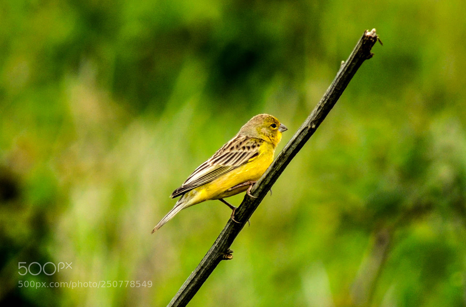 Nikon D5000 sample photo. Tipio (sicalis luteola) photography