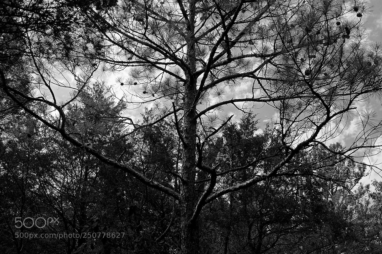 Fujifilm X-E1 sample photo. The tree and the photography