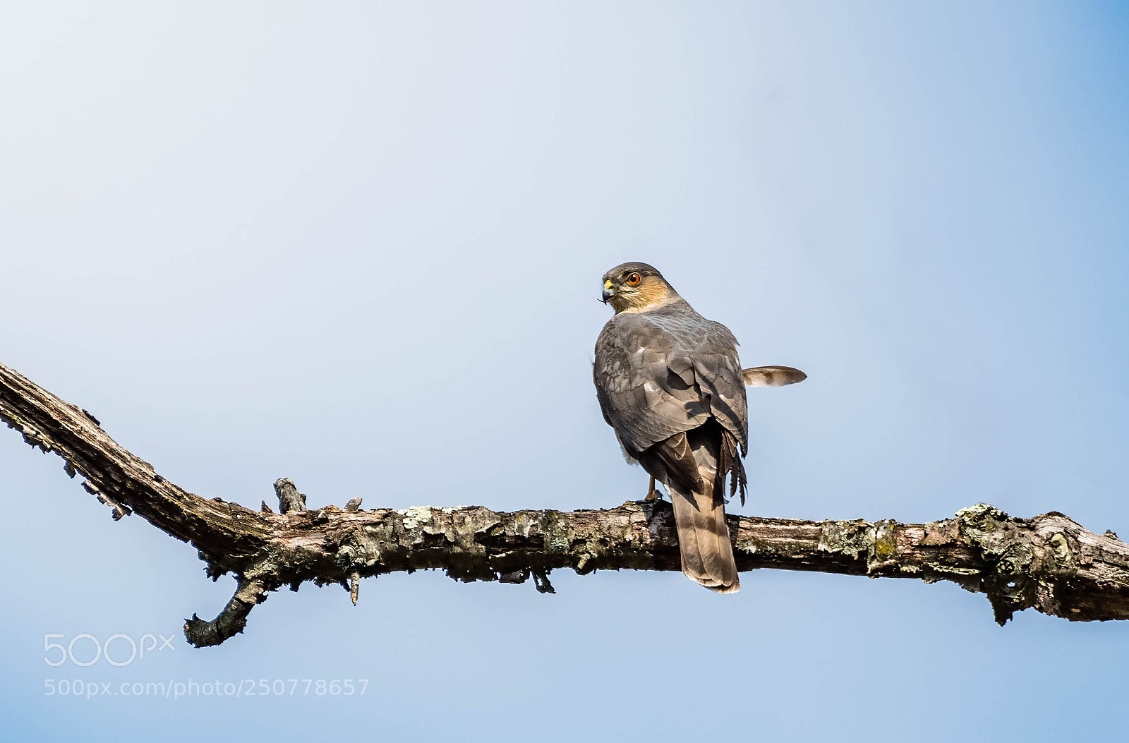 Nikon D500 sample photo. Coopers hawk photography