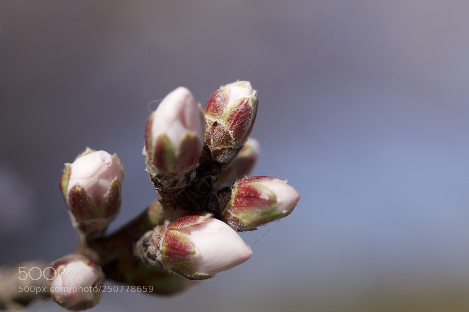 Canon EOS 5D Mark II sample photo. Spring 2018 photography