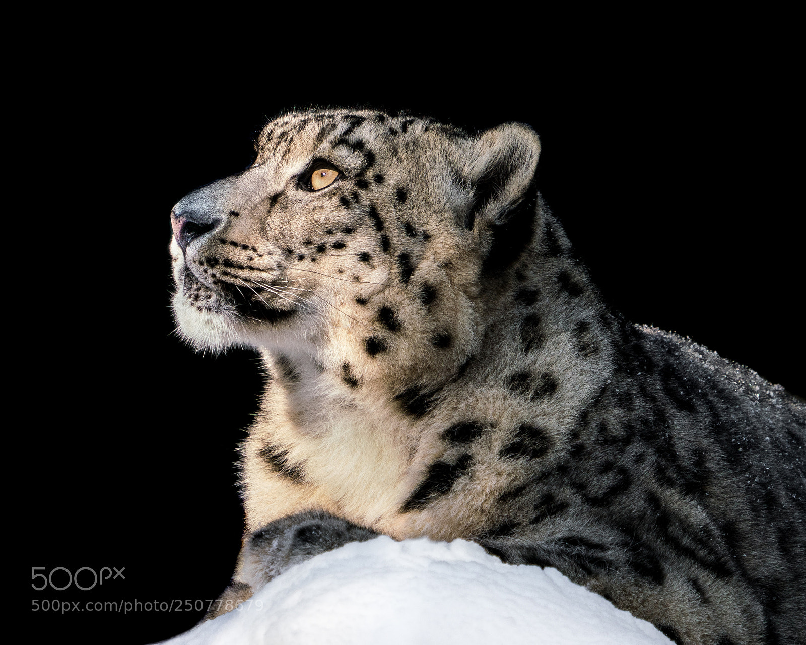 Sony a7R III sample photo. Sunbathing snow leopard ii photography