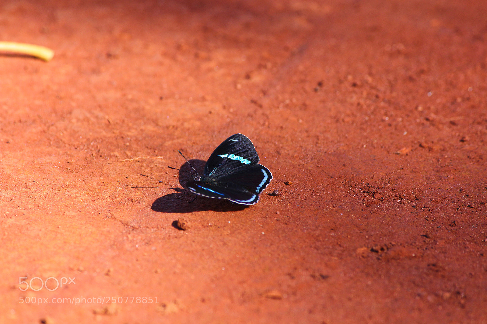 Canon EOS 700D (EOS Rebel T5i / EOS Kiss X7i) sample photo. Img photography