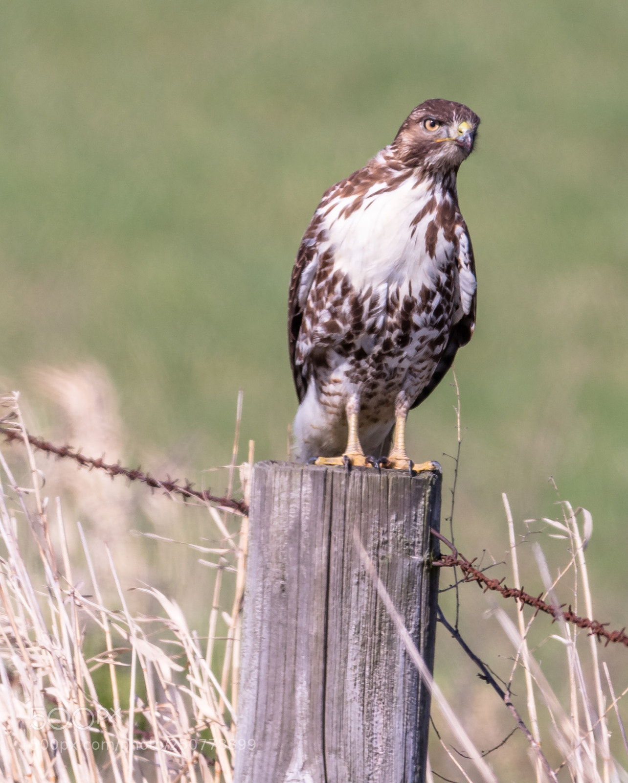 Canon EOS 7D Mark II sample photo. Red tail hawk photography