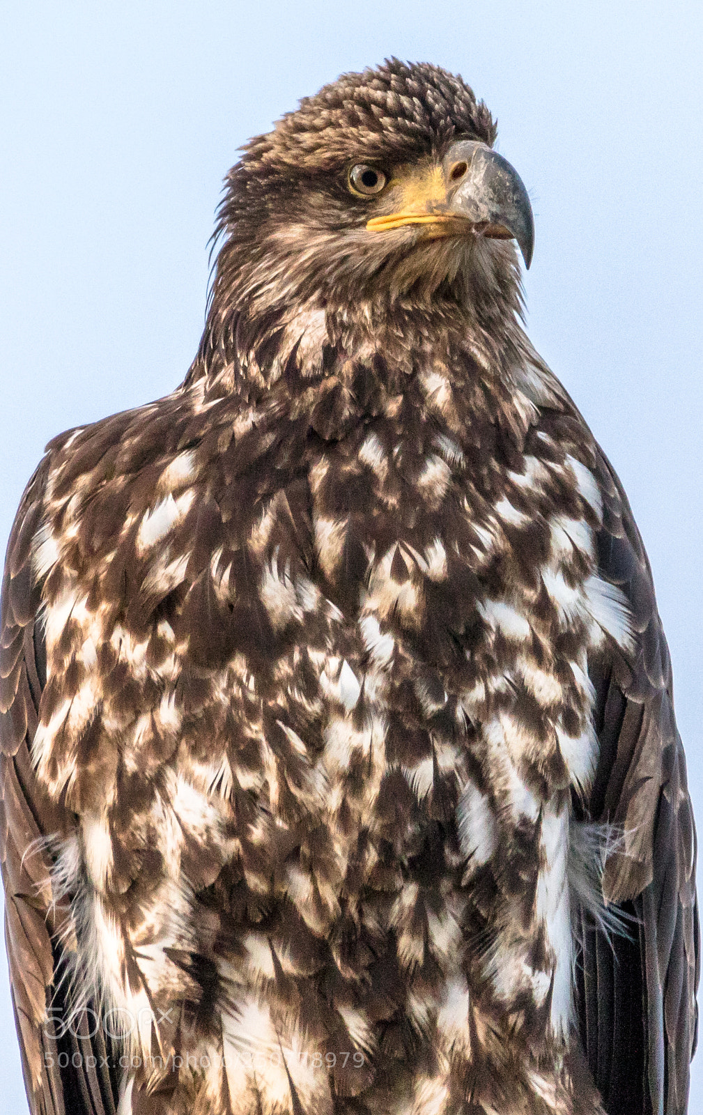 Canon EOS 7D Mark II sample photo. Juvenile bald eagle potrait photography
