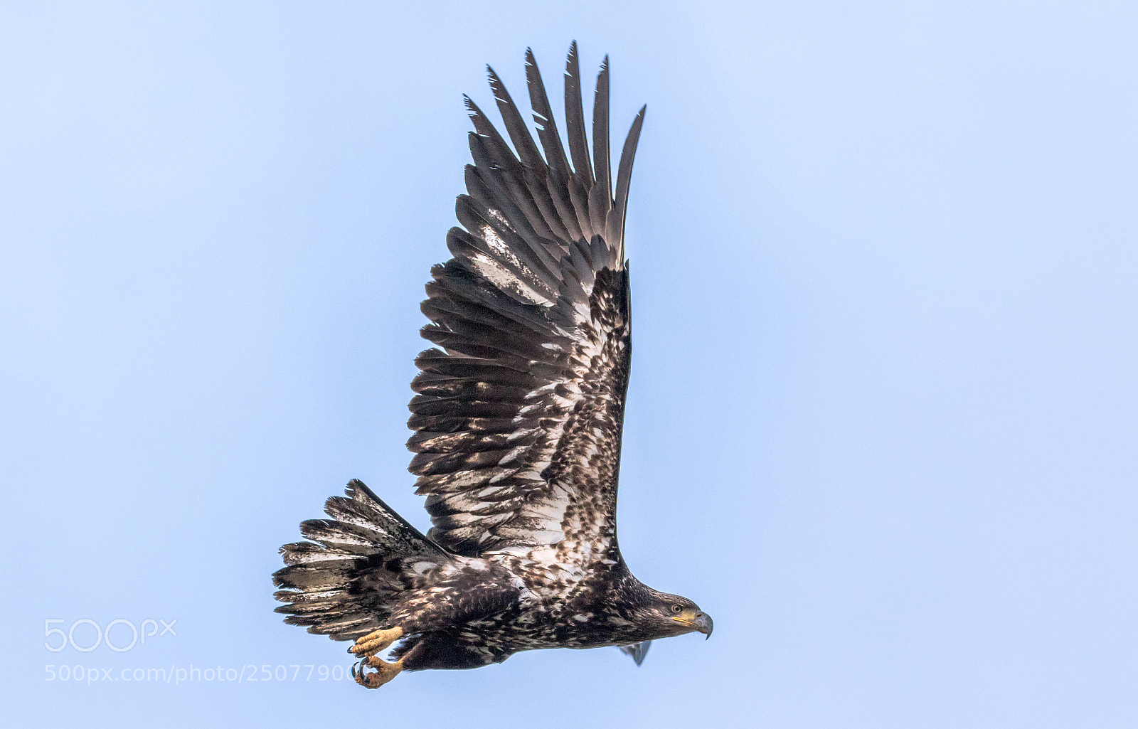 Canon EOS 7D Mark II sample photo. Juvenile bald eagle in photography